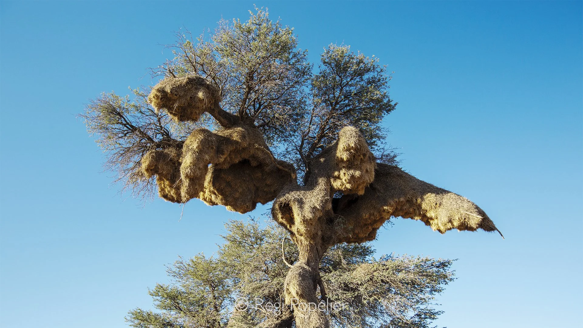 South Africa008 - One tree, thousands of architects. Beneath the endless skies of the Transfrontier Kalahari, an enormous communal nest built by countless sociable weaverbirds transforms an ordinary tree into a thriving city of life. Through my lens,