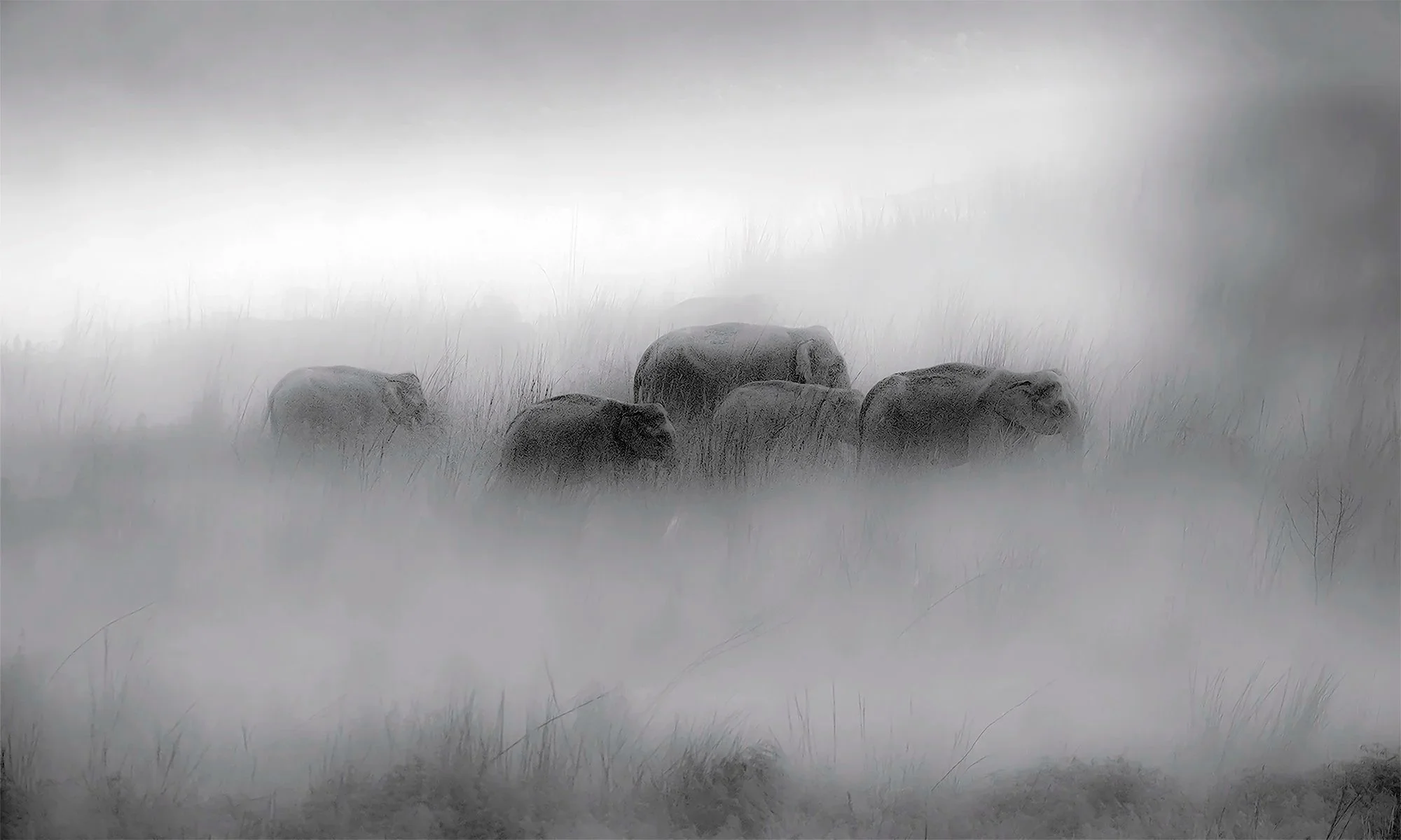 The Fog
