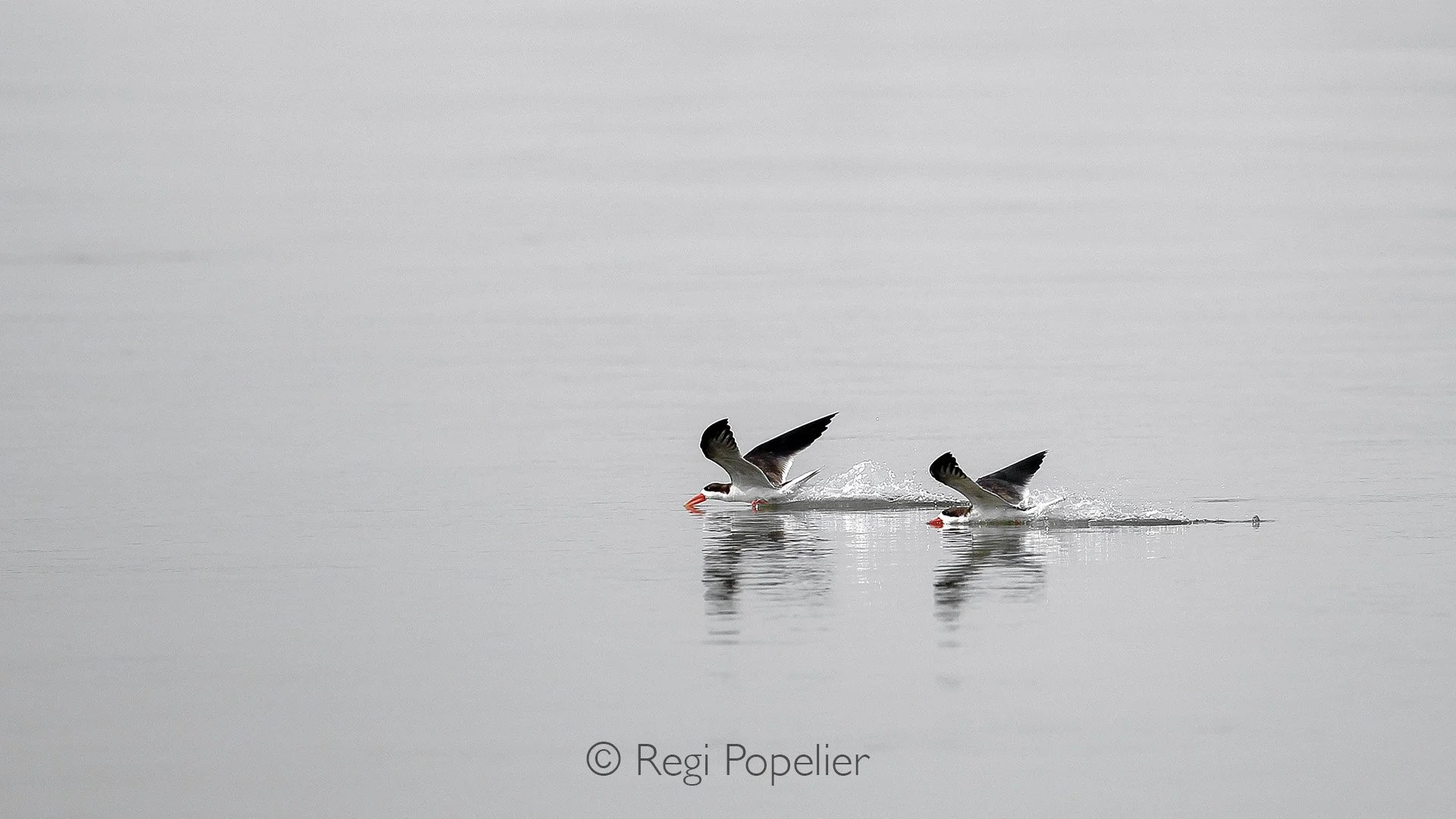 ZAMBIA022 - Pair of African skimmers on the chase on the borders of the Zambezi river 