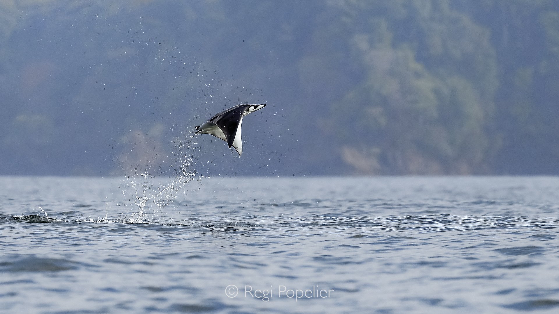 CR012 - This manta ray leaps gracefully from the water as it migrates through the Catalina Islands, the splash and sunlight capturing the dynamic energy and beauty of this rare moment in the wild.