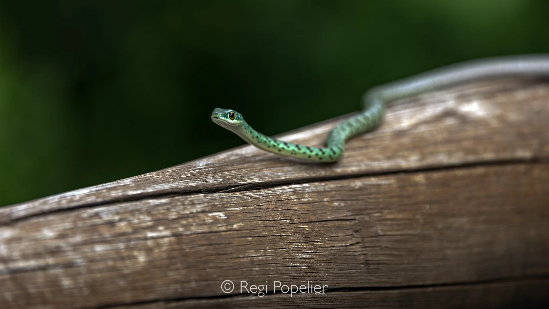 South Africa064 - Spotted Bush Snake (Philothamnus semivariegatus).