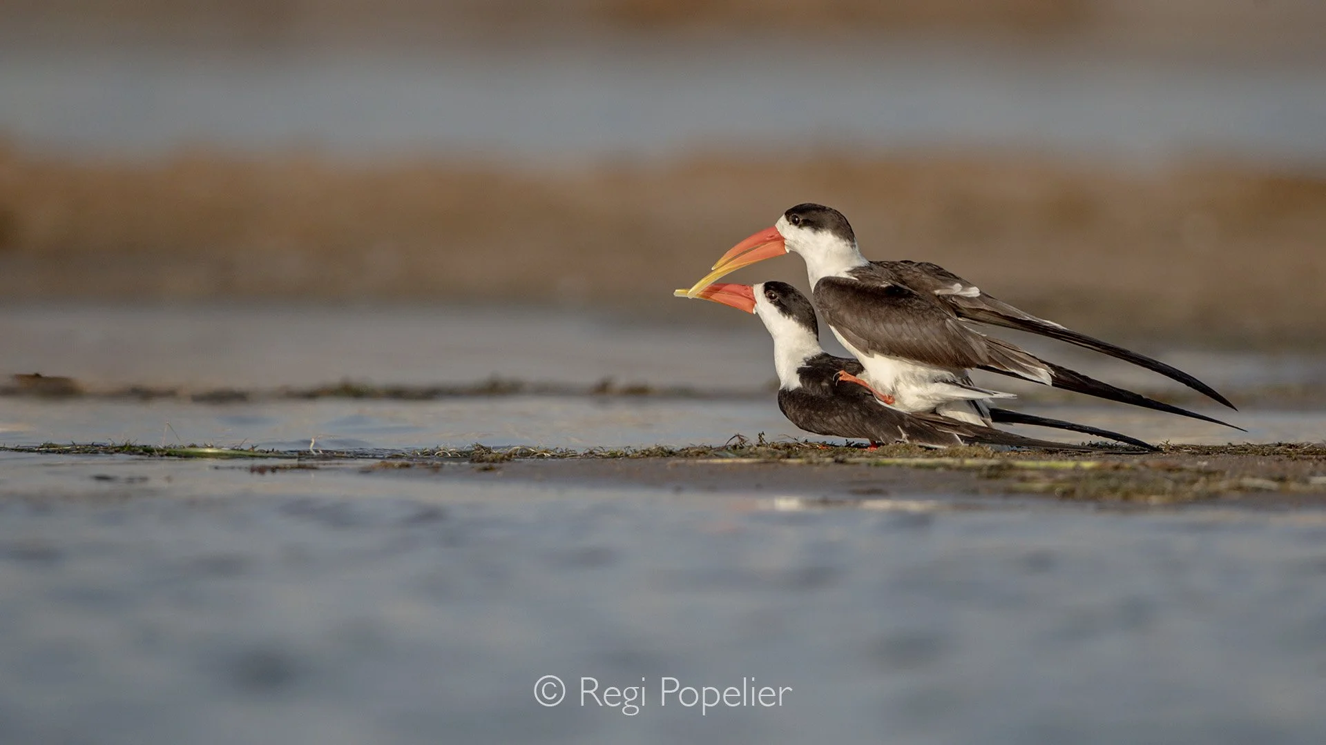 INDIA024 - Mating skimmers along the border of the Chambal River. 