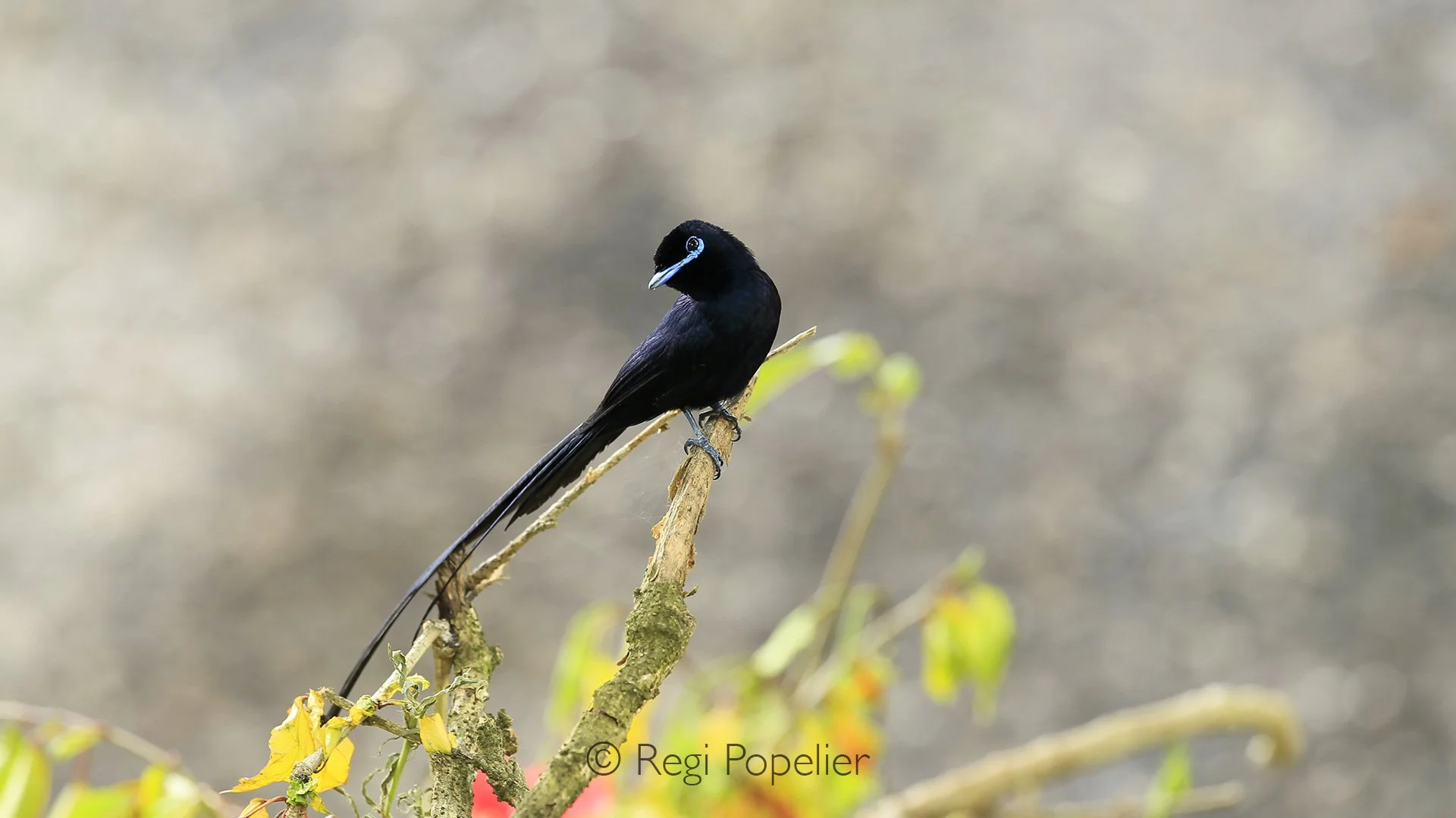 Seychelles017 -  Seychelles paradise flycatcher.