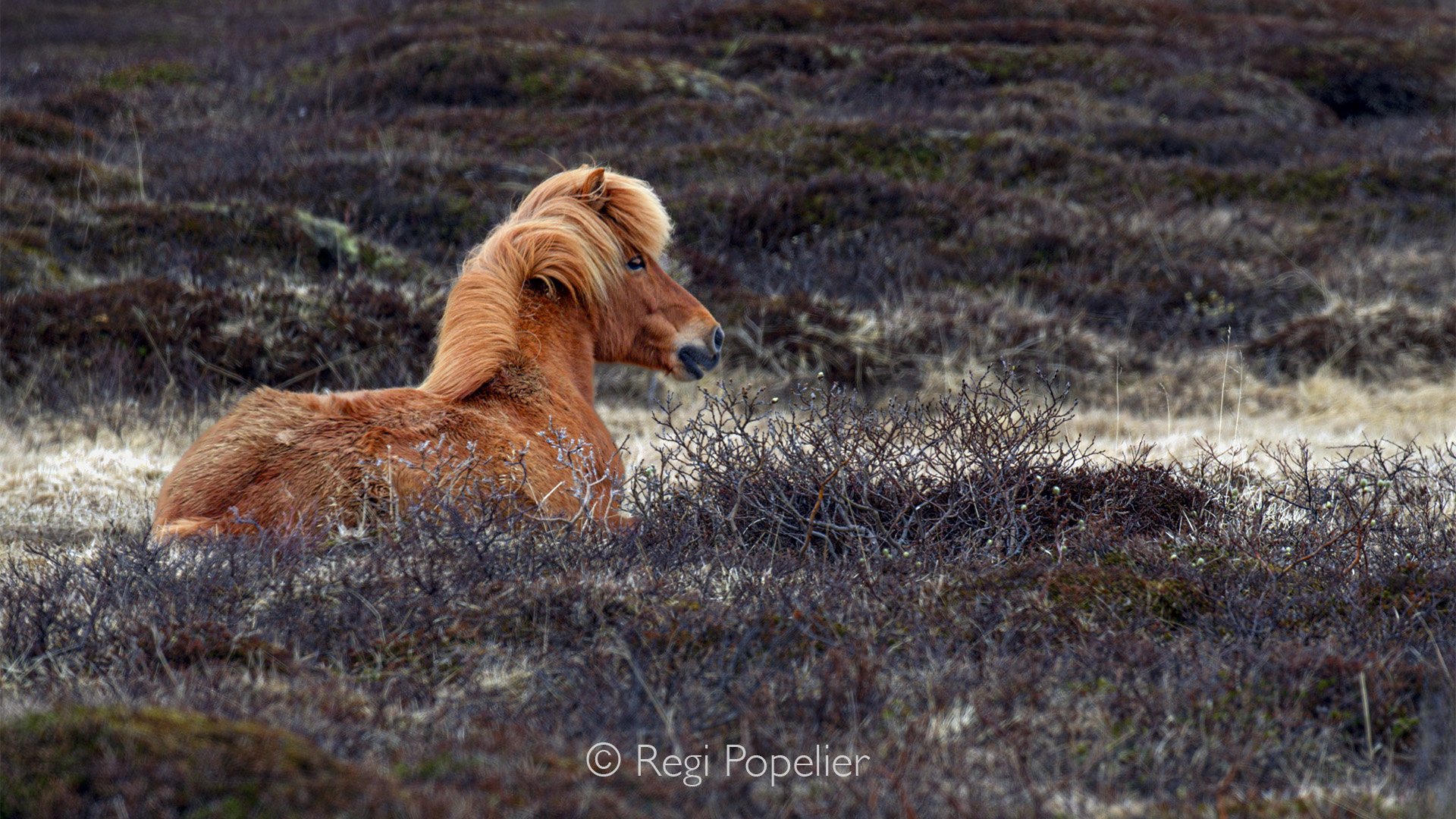 ICEL022 - Always a pleasure observing these resilient animals 