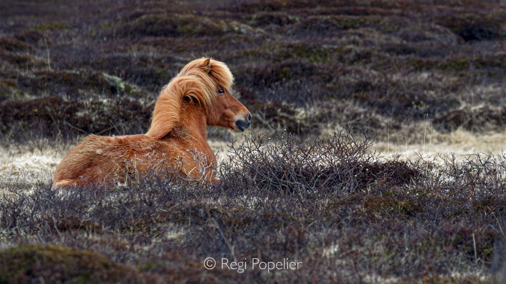 ICEL022 - Always a pleasure observing these resilient animals. 