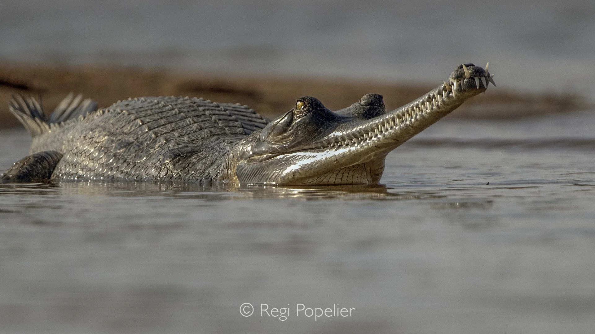 INDIA023 - The typical characteristics of the gharial, very long, narrow snout with over 100 sharp teeth, perfect for catching fish. Males have a knob (ghara) on their snout to amplify sound. This species is only found at Freshwater rivers in India a