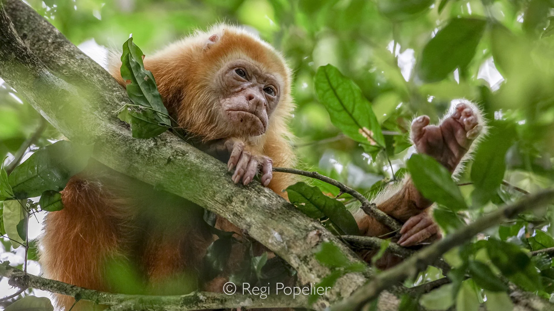 CR009 - During our visit with my son, we were incredibly fortunate to encounter an albino howler monkey, affectionately known as Blondie. We captured several wonderful images of her and her baby, a rare and unforgettable sight in the wild.