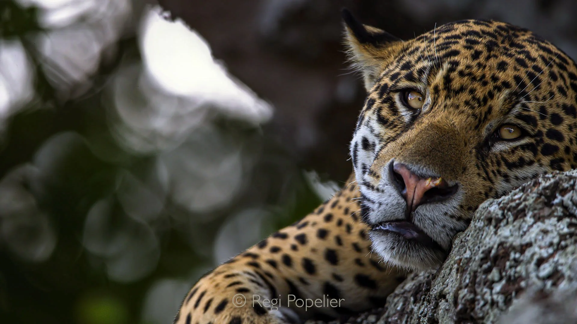 BRA020 - Close-up of a jaguar resting in a tree, captured from a boat along the Pantanal River