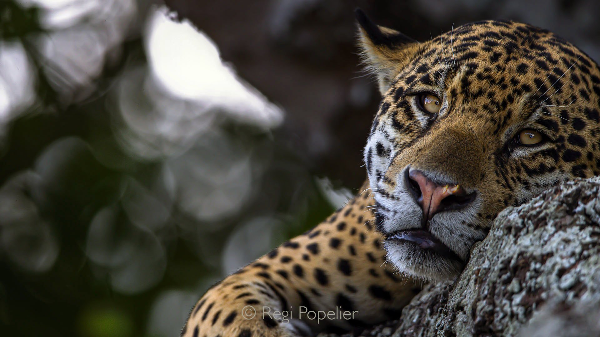 BRA020 - Close-up of a jaguar resting in a tree, captured from a boat along the Pantanal River.