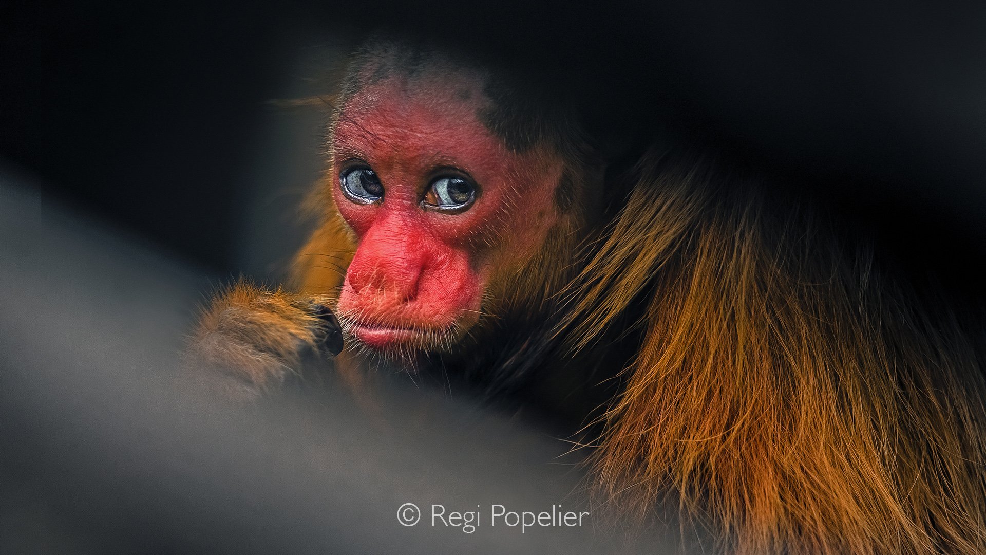PERU034 - Looking directly into the camera, the red uakari reveals a gaze filled with curiosity and intelligence. Its brilliant scarlet face, framed by a coat of soft white fur, creates one of the most distinctive portraits found anywhere in the Amaz