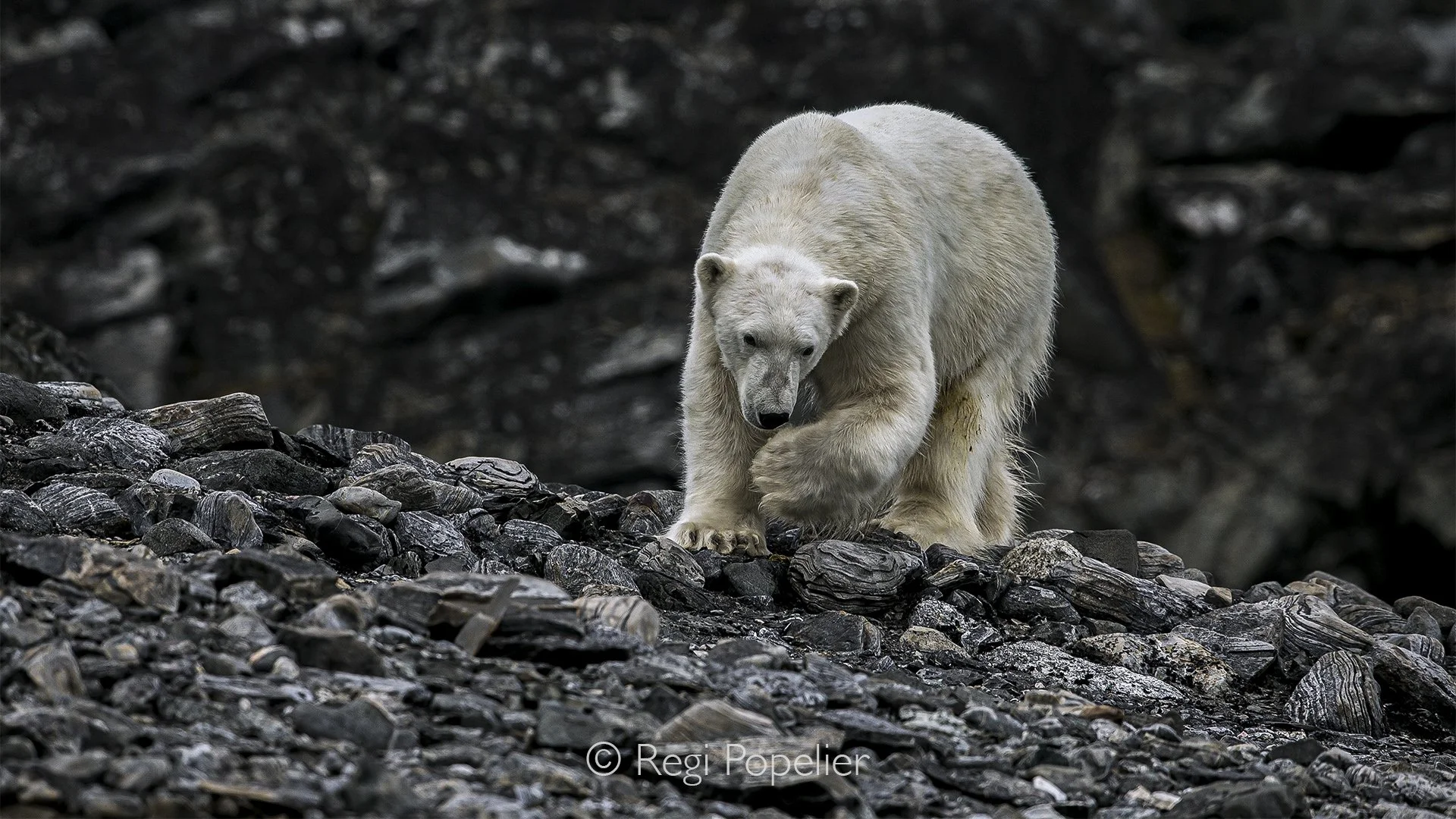 NPOLE037 - A striking portrait of a polar bear standing on dramatic rock formations.