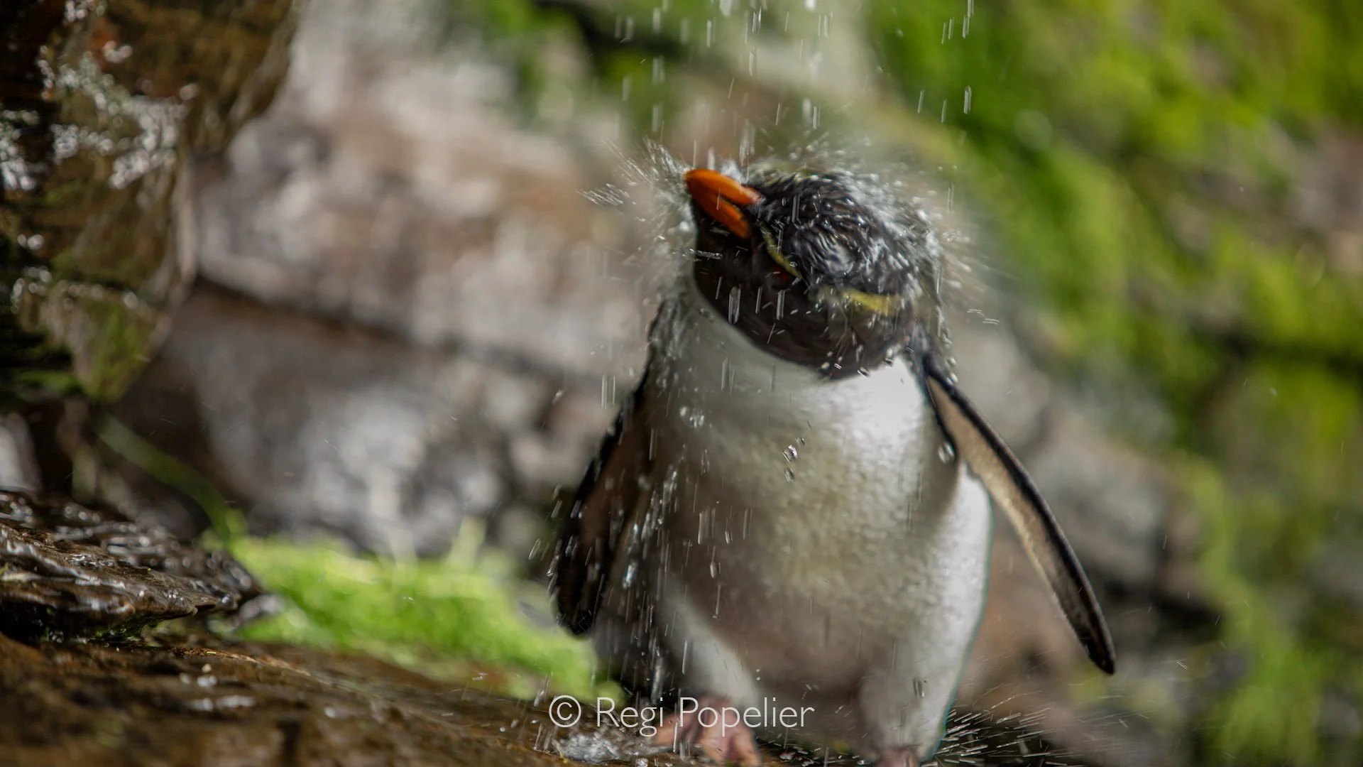 FAL036 - Capturing the playful ritual of penguins at the Rockhopper Shower on Saunders Island.