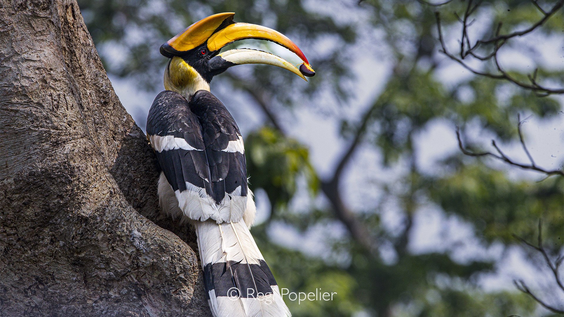 INDAI006 - Arrived on his nest having a seed in his beak to feed the female and the chick 