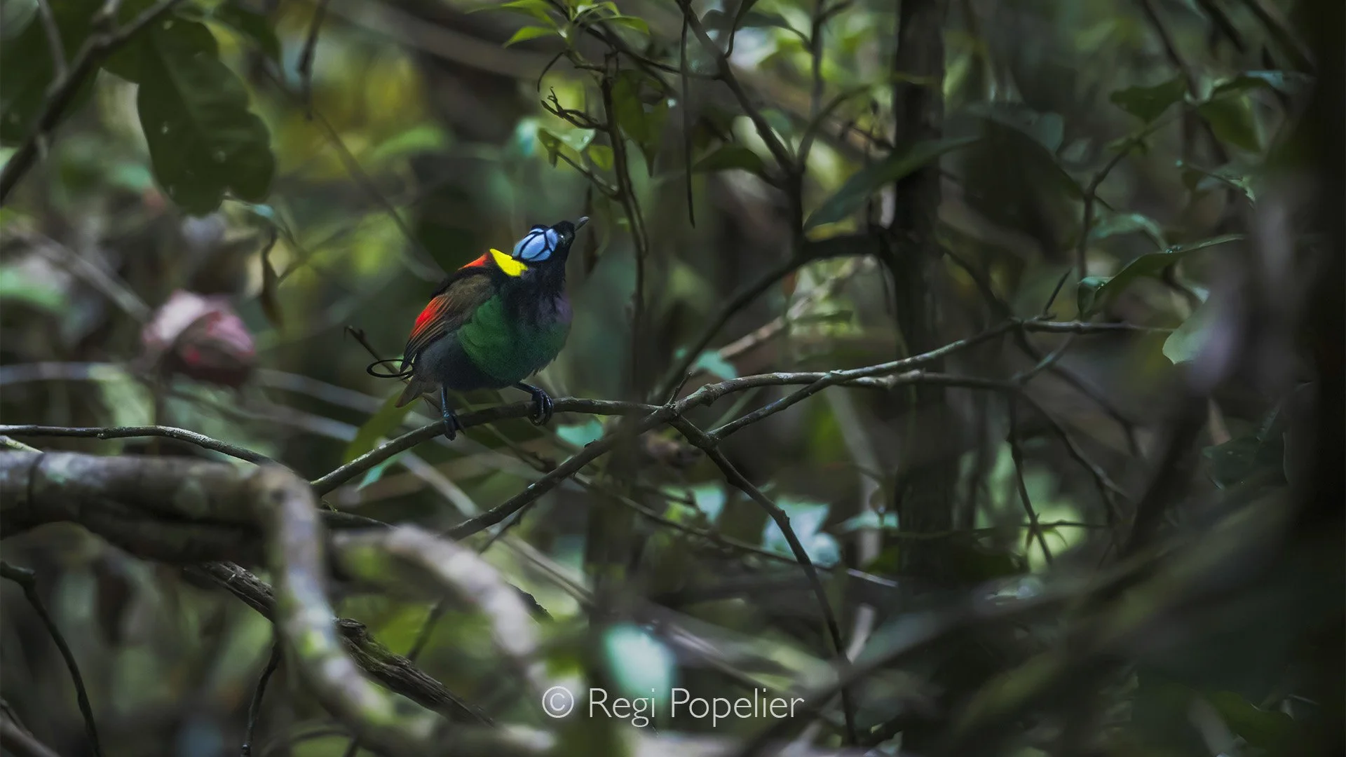INDO086 - Wilson’s Bird-of-Paradise