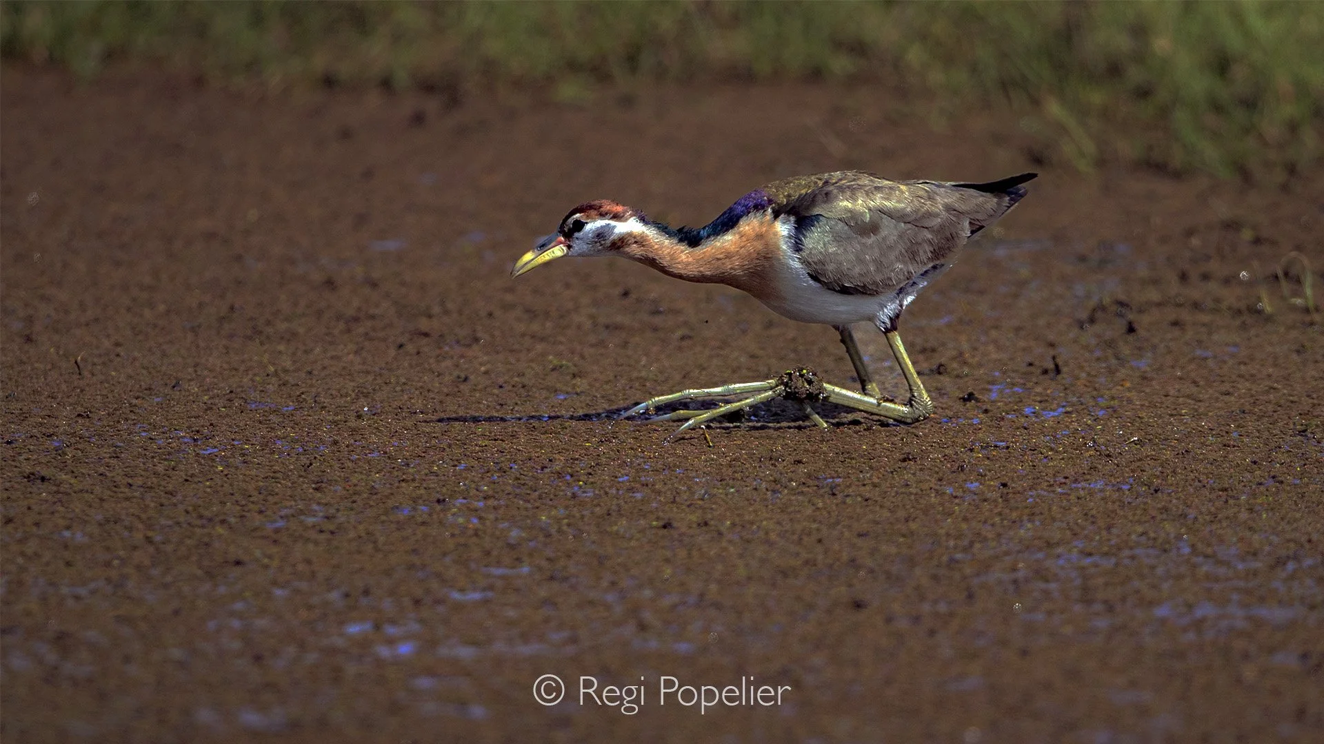 INDIA018 -  Juvenile White Breasted Waterhen running on azzolla 