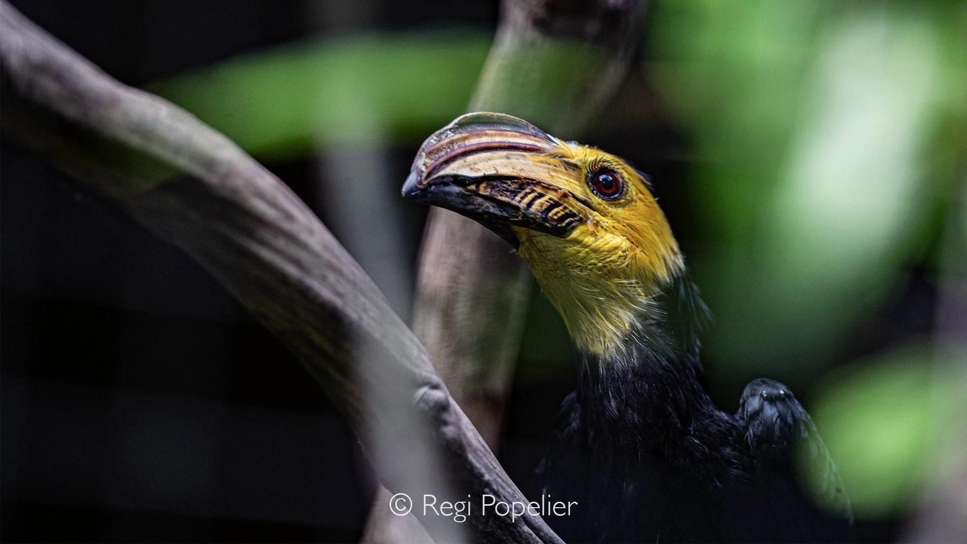 INDO058 - Sulawesi Hornbill - (Rhabdotorrhinus exarhatus)