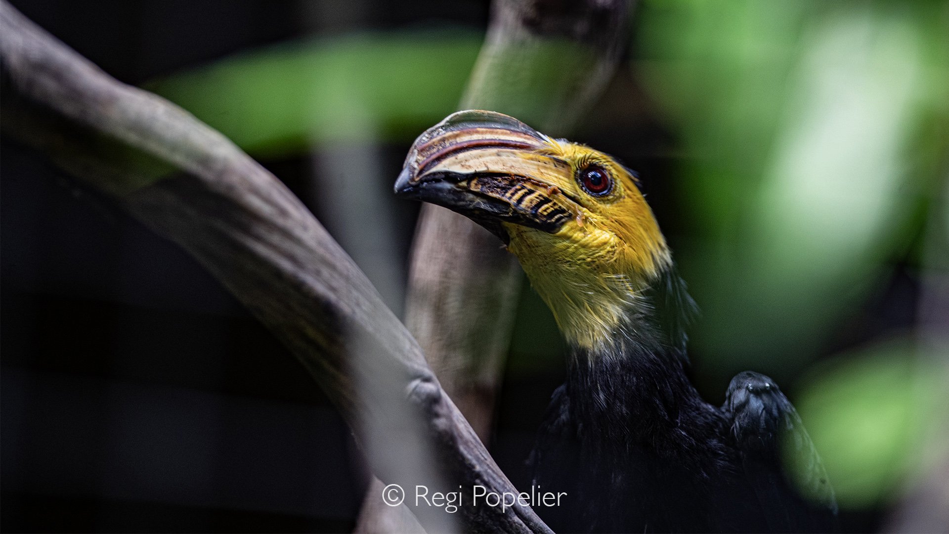 INDO058 - Sulawesi Hornbill - (Rhabdotorrhinus exarhatus).