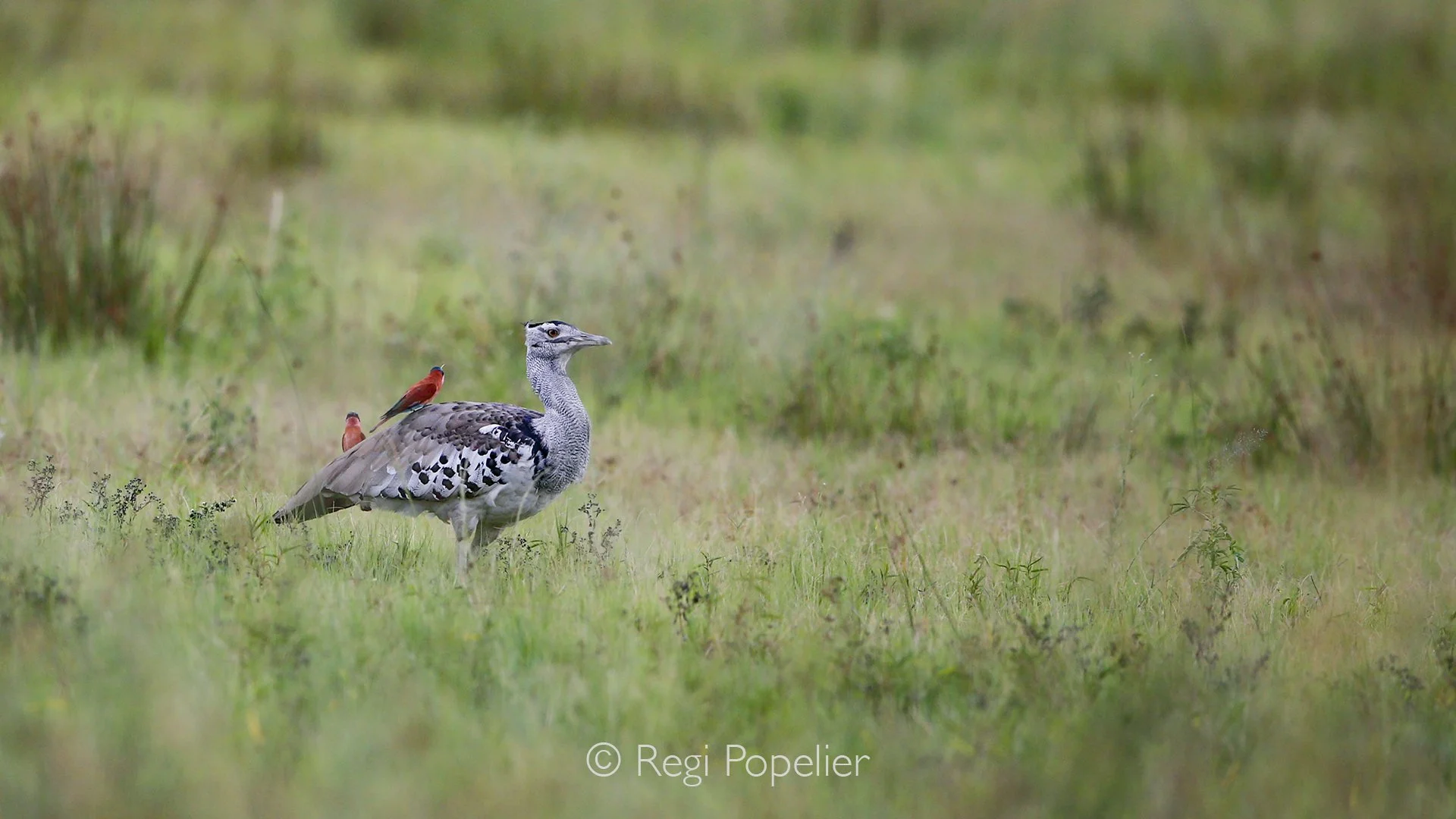 BOTS012 - A cory bustard strides through the tall grasses of the Moremi, carrying two small passengers on his back—a fleeting moment of harmony in the wild