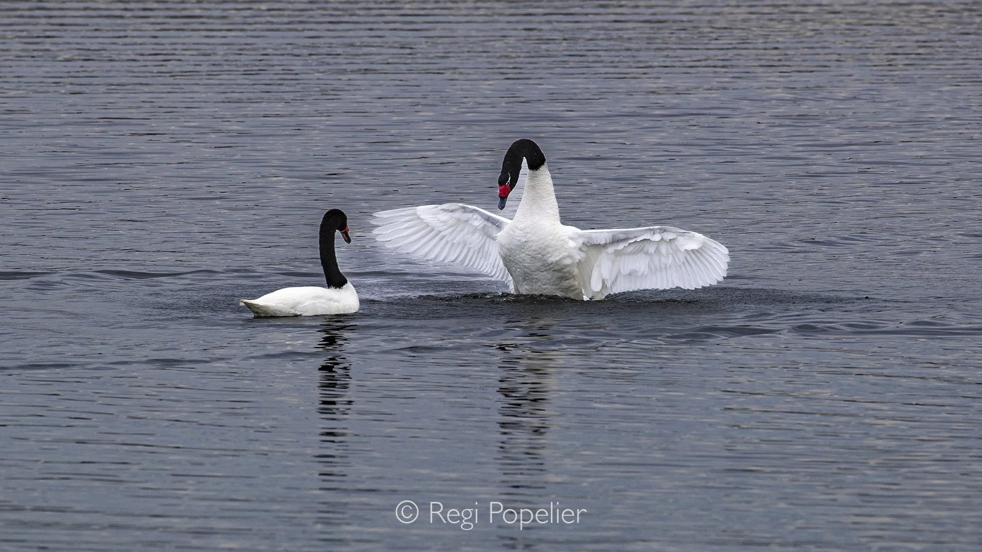 CHILI024 - Black-necked Swan showing from his best side while seducing the female. 