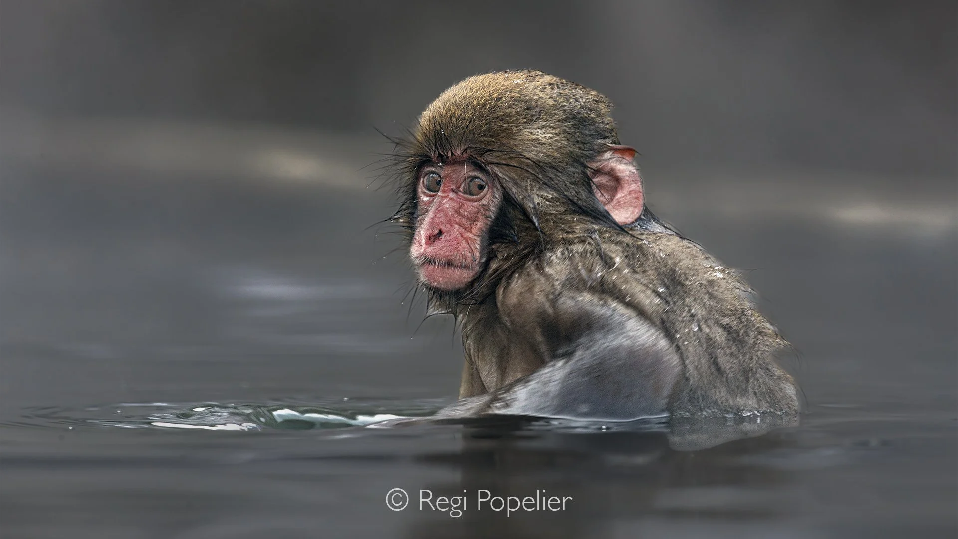 JAP005 - A curious young macaque carefully observing me through the lens.