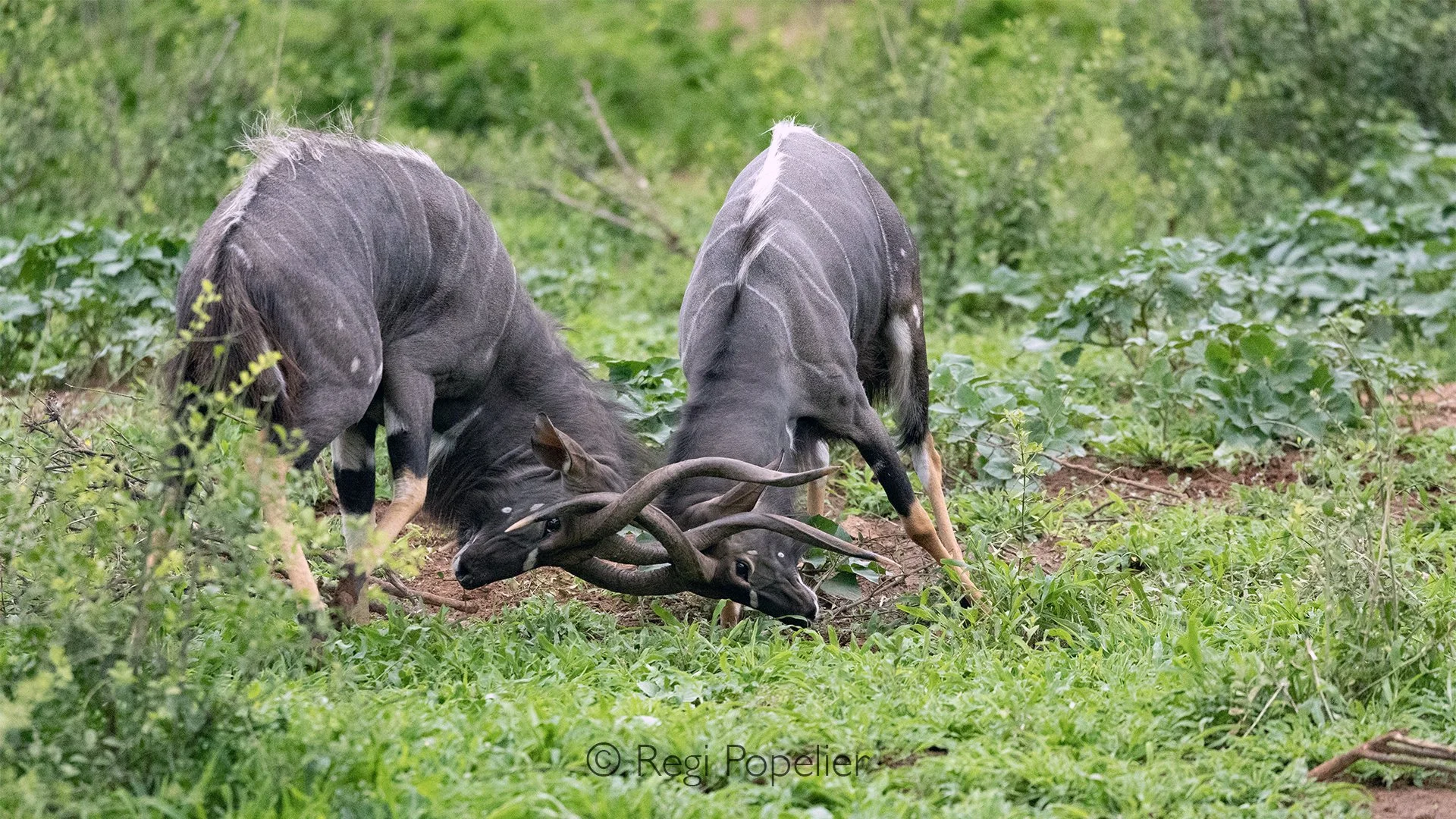 South Africa074 - Two powerful male Nyala clash in a fierce battle for dominance, their horns locked as they test each other's strength. What appears graceful from a distance becomes an intense contest up close, revealing the raw instinct and determi