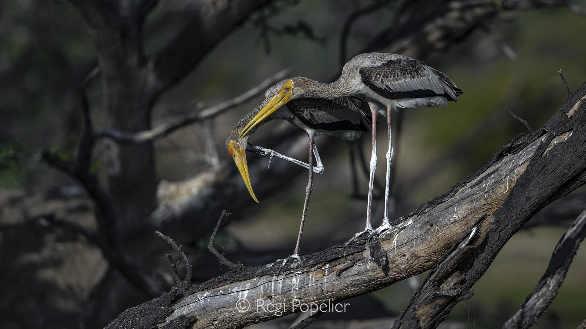 INDIA019 -Young painted stork birds at Keoladeo NP 