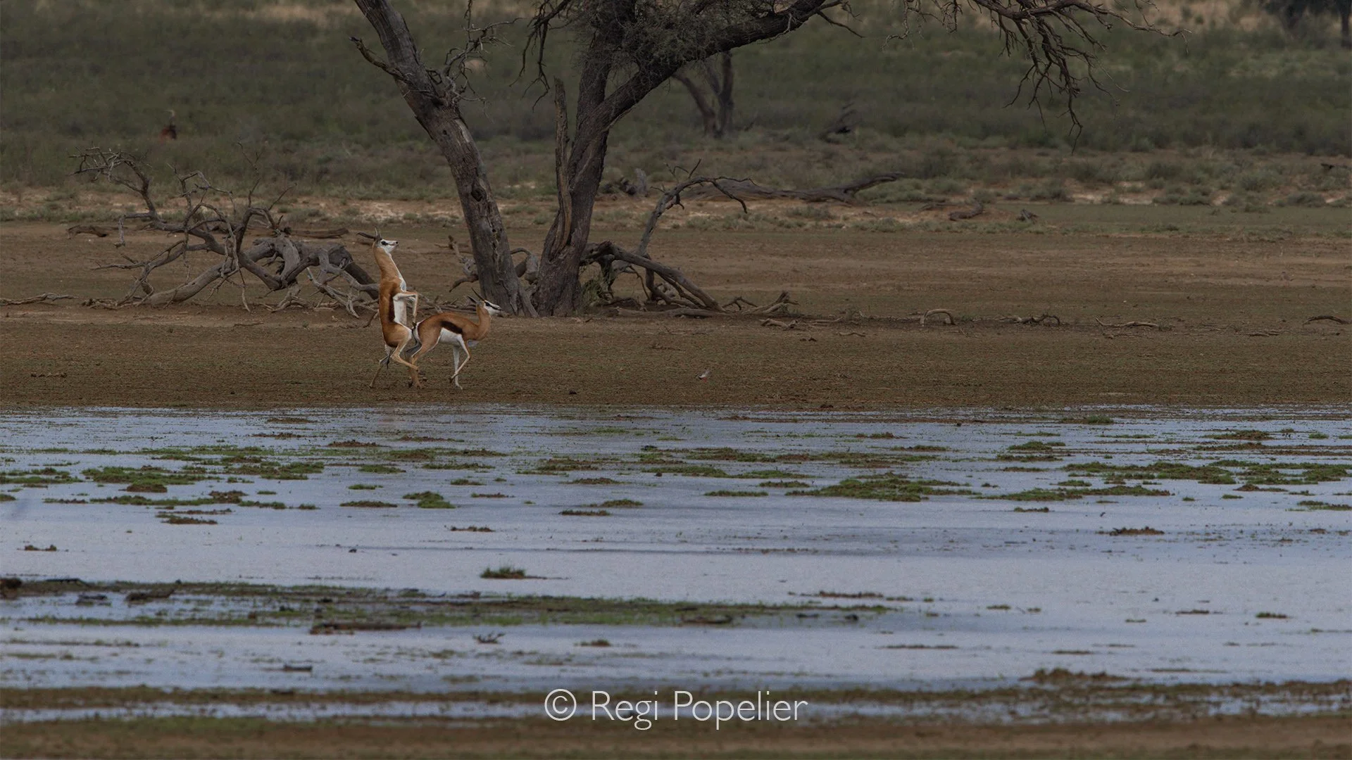 South Africa027 - After the welcome rains, the Kalahari comes alive with renewed energy. A pair of springbok engages in a graceful mating display.
