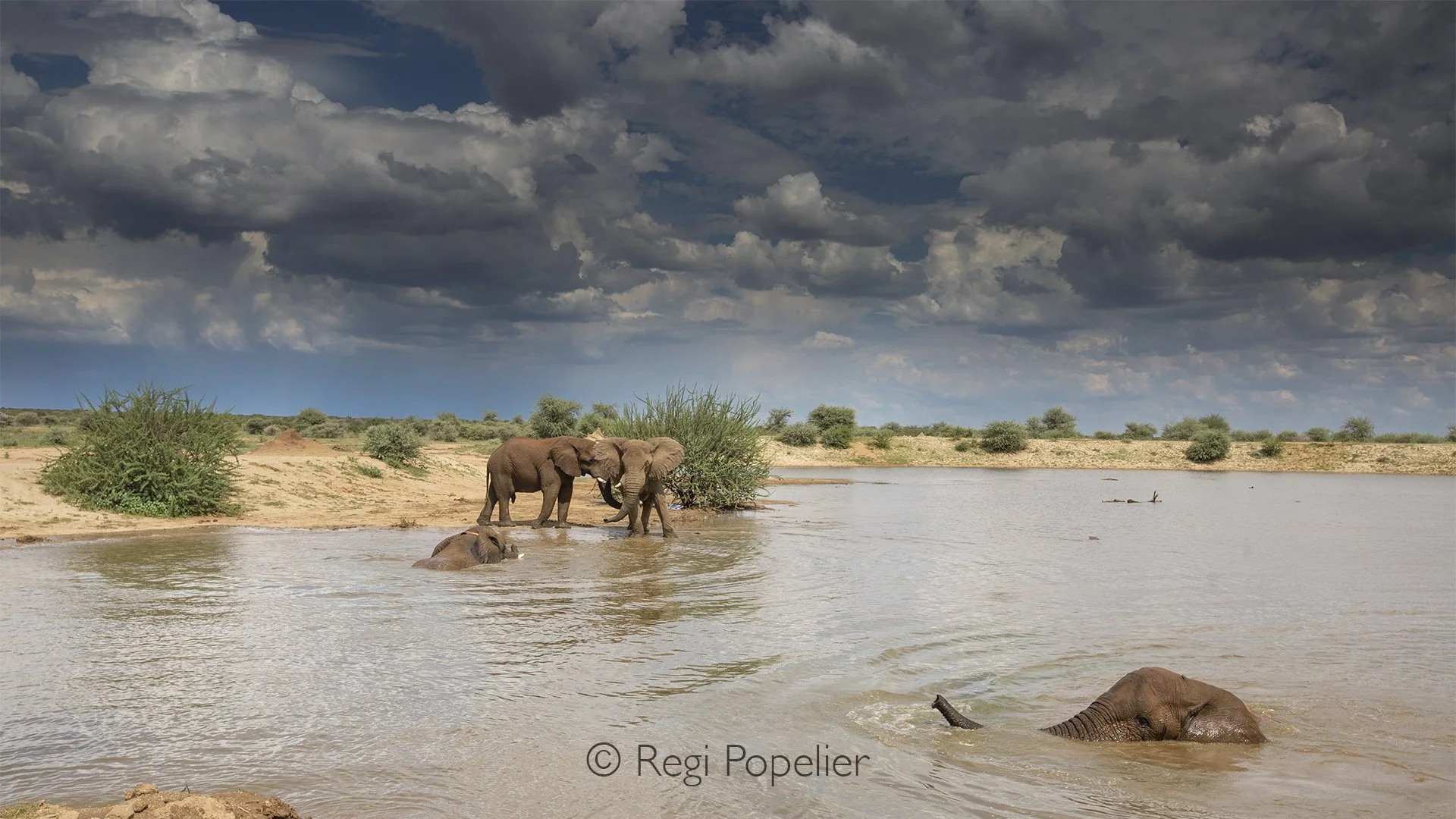 Namibia014 - Playtime for elephants at Erindi.
