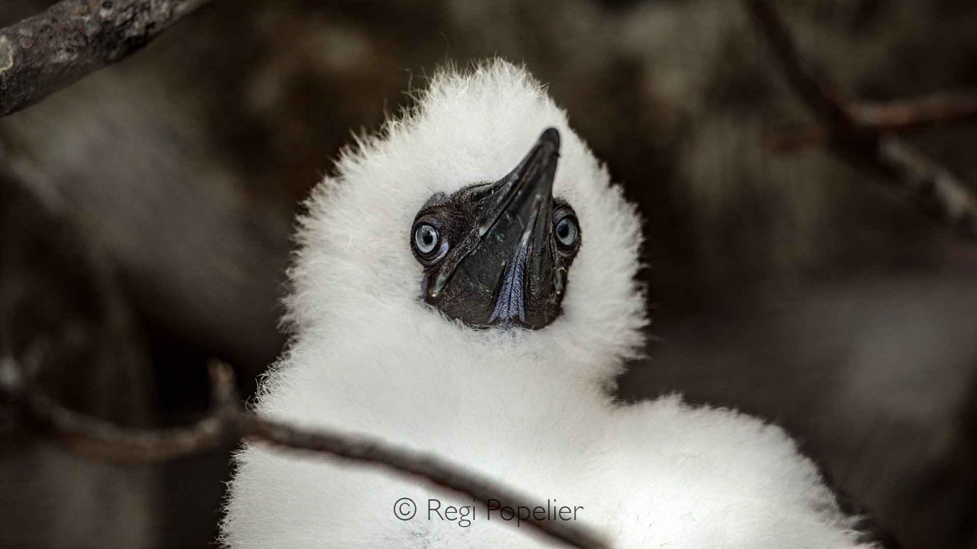 GAL015 - Close up from bleu footed booby chick.
