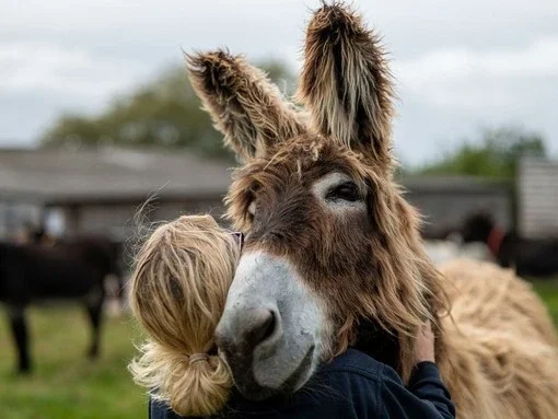 Donkey sanctuary near Forest Edge Devon where guests can visit rescued animals during their stay.