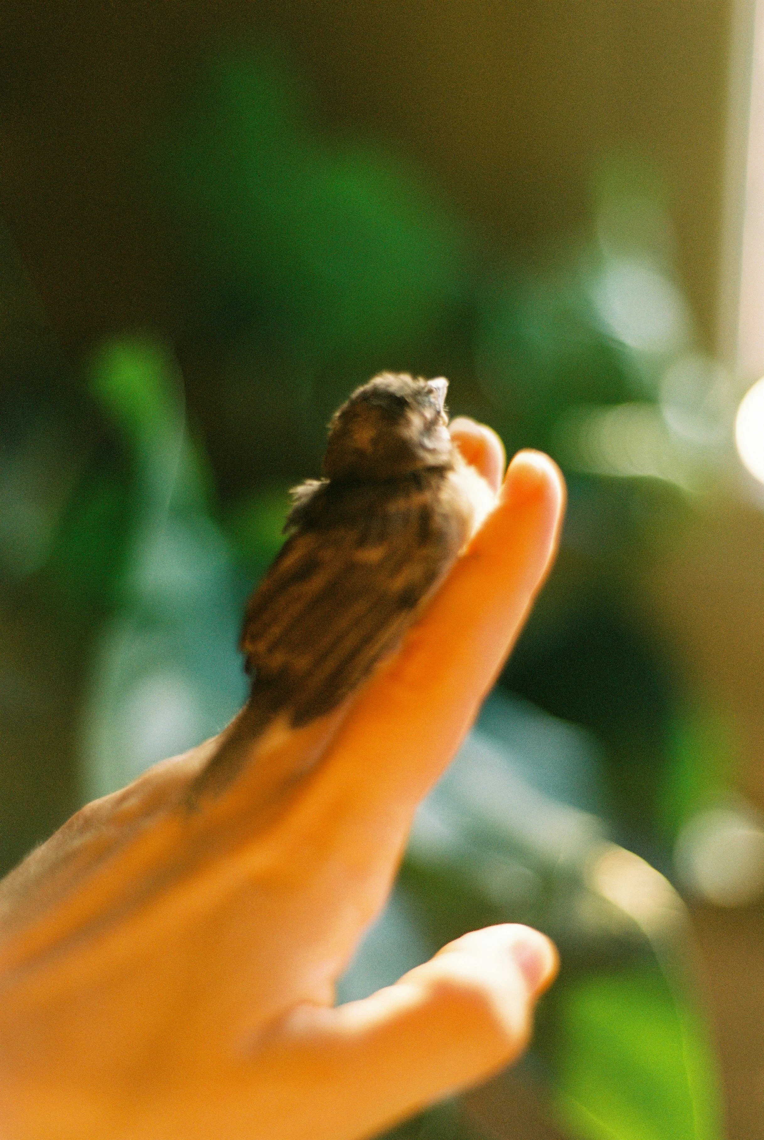 № 11: Indoor Spring