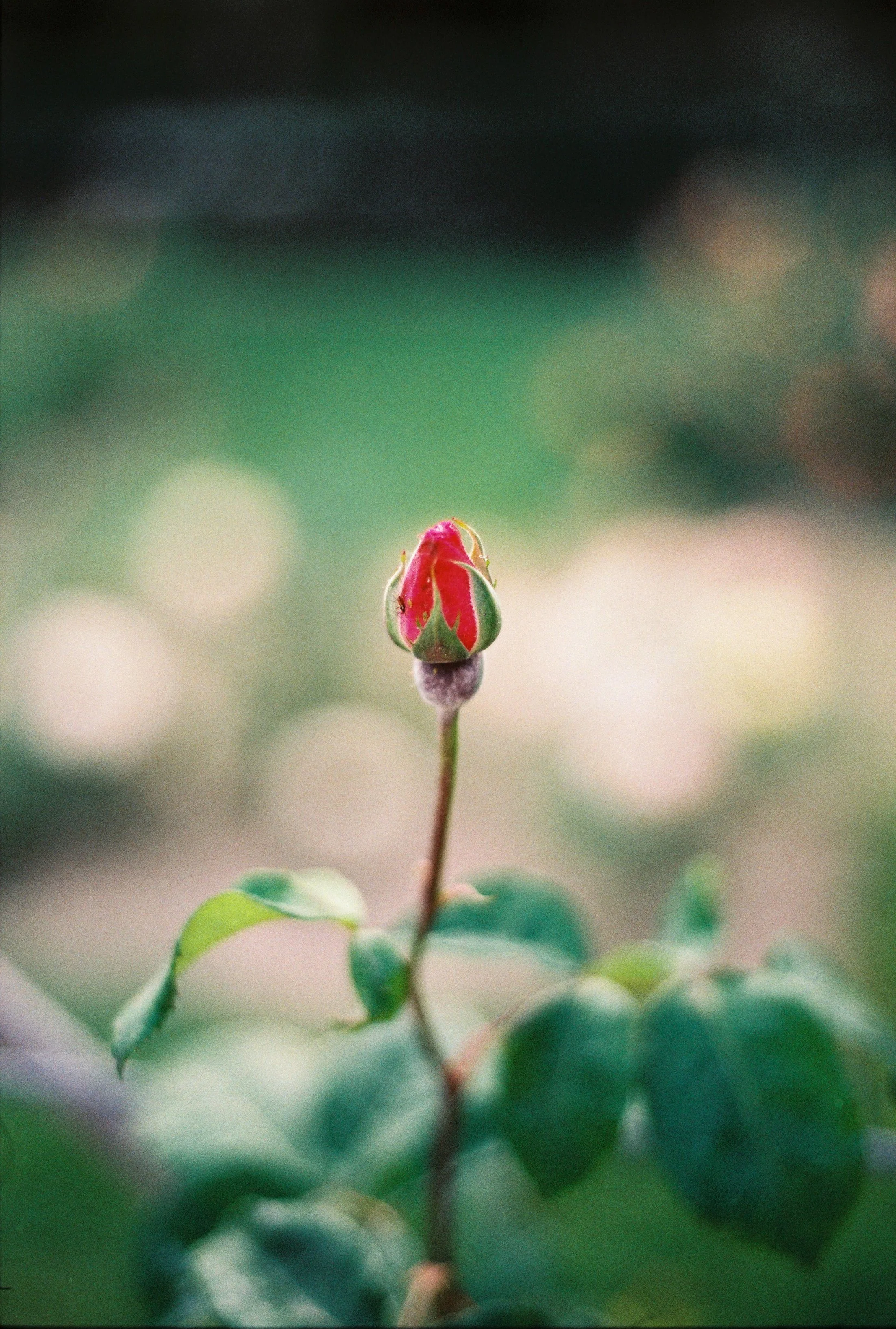 № 10: Songs of Love