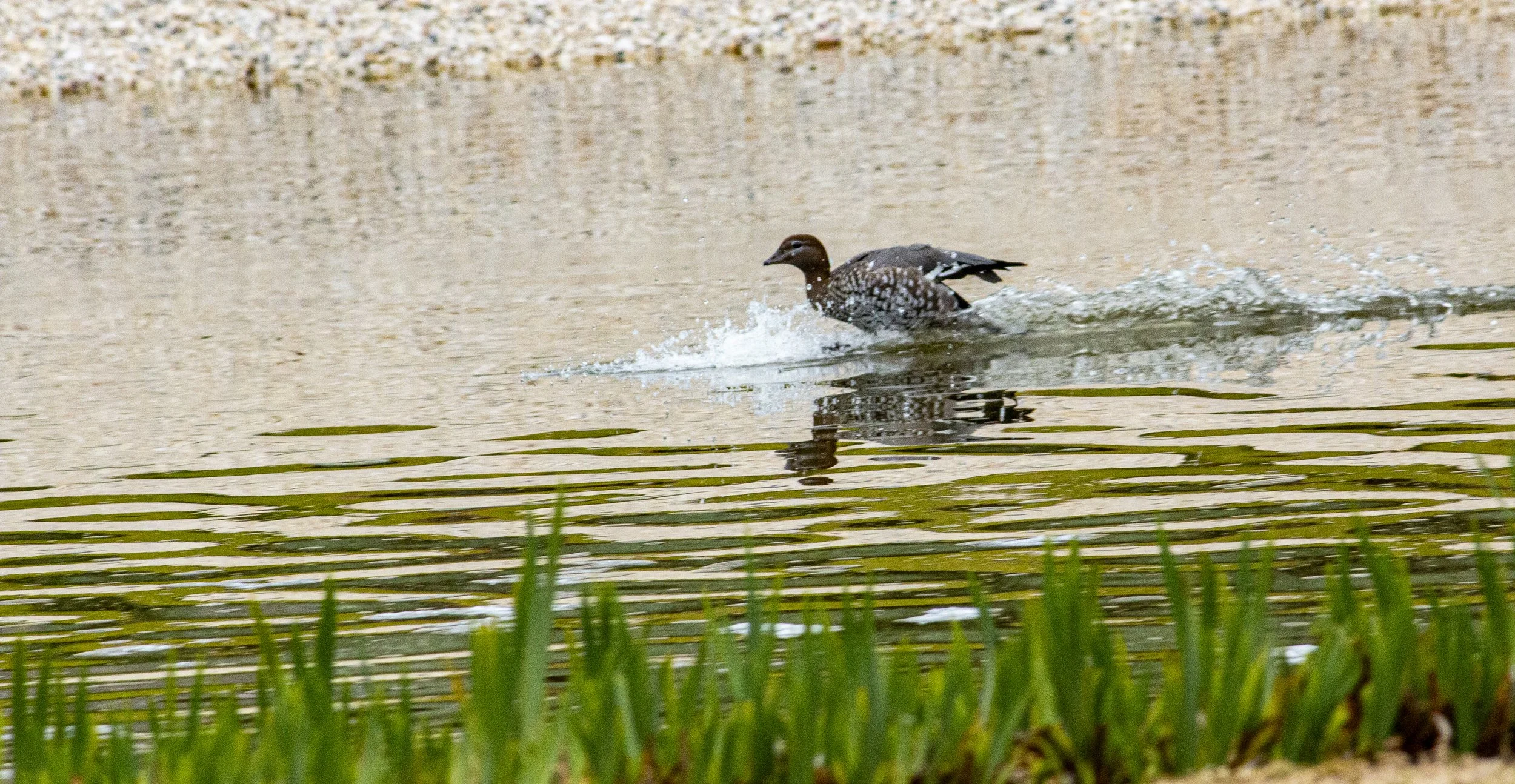 duck landing.jpg