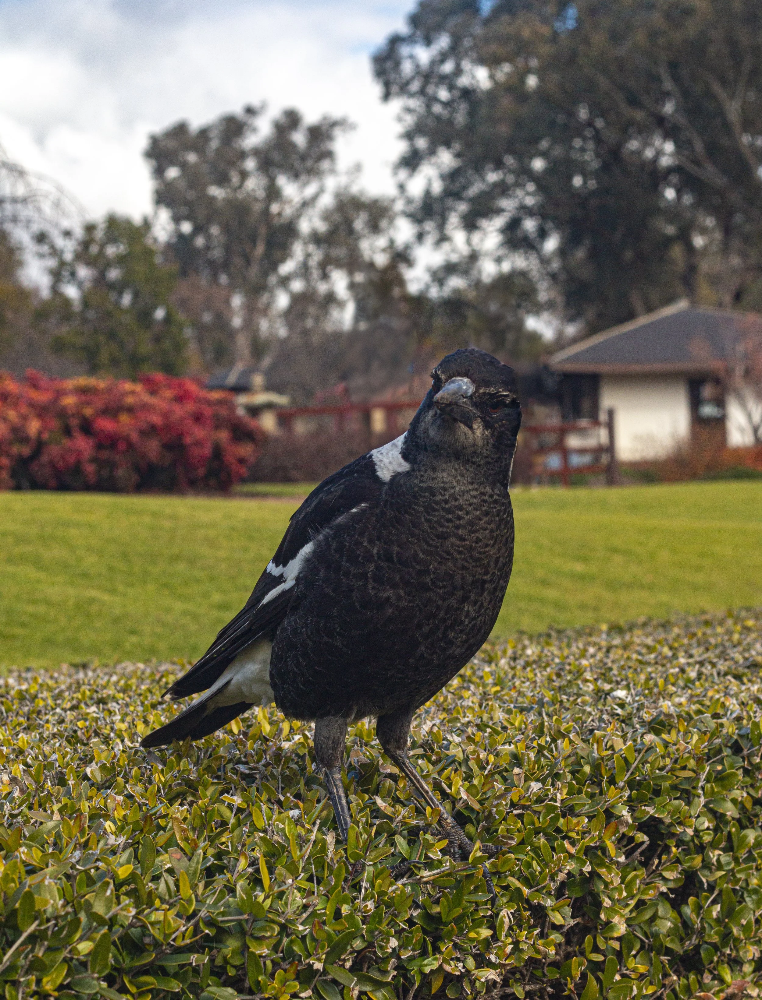 magpie japenese garden 1.jpg