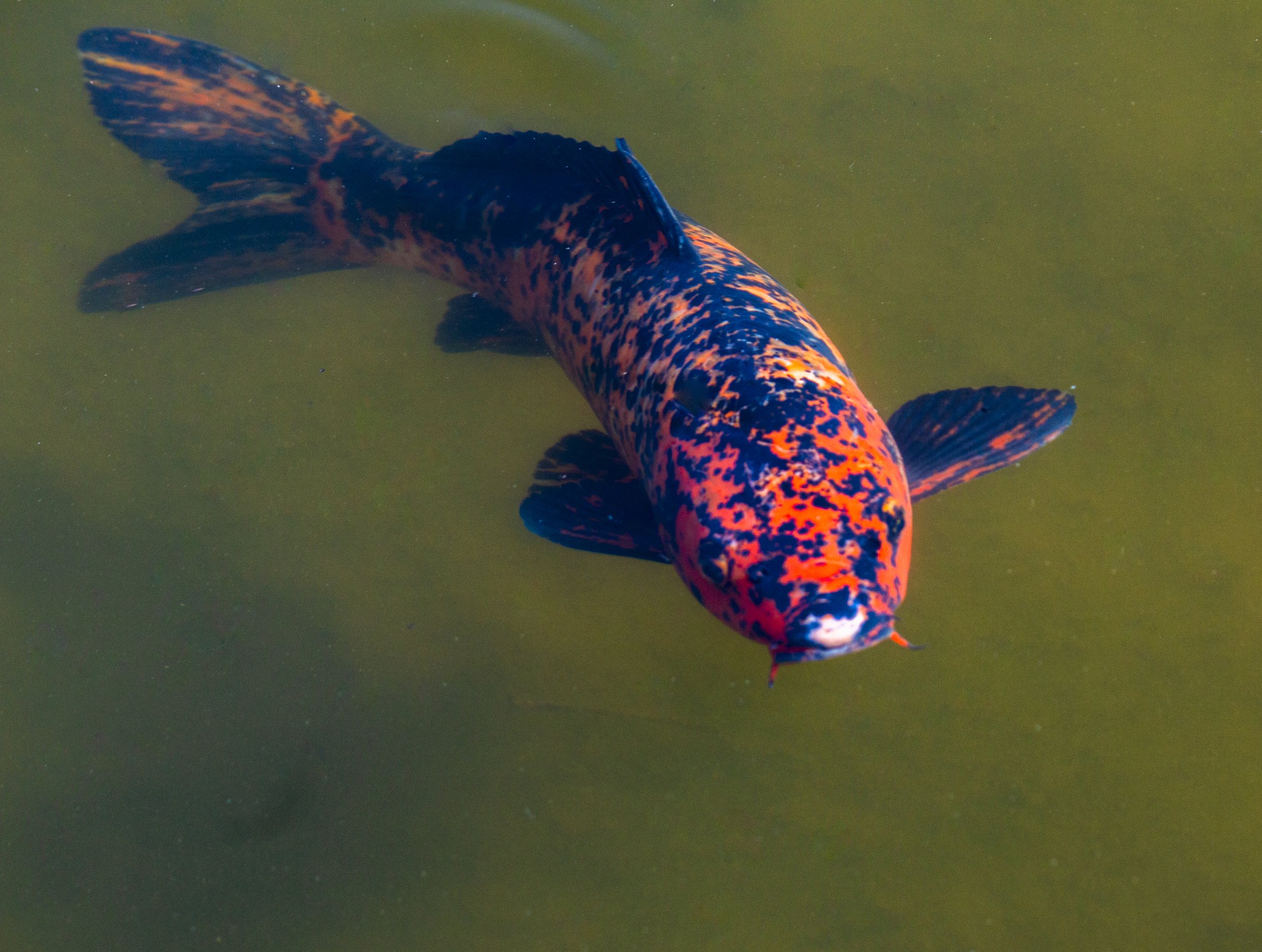 speckled koi.jpg