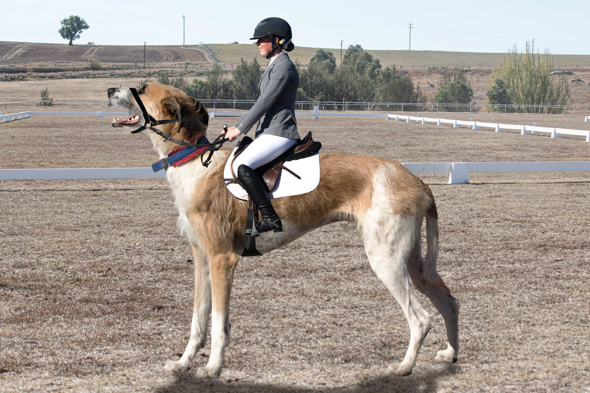 IMG_4731Archer and Pea fixxed again copy.jpg