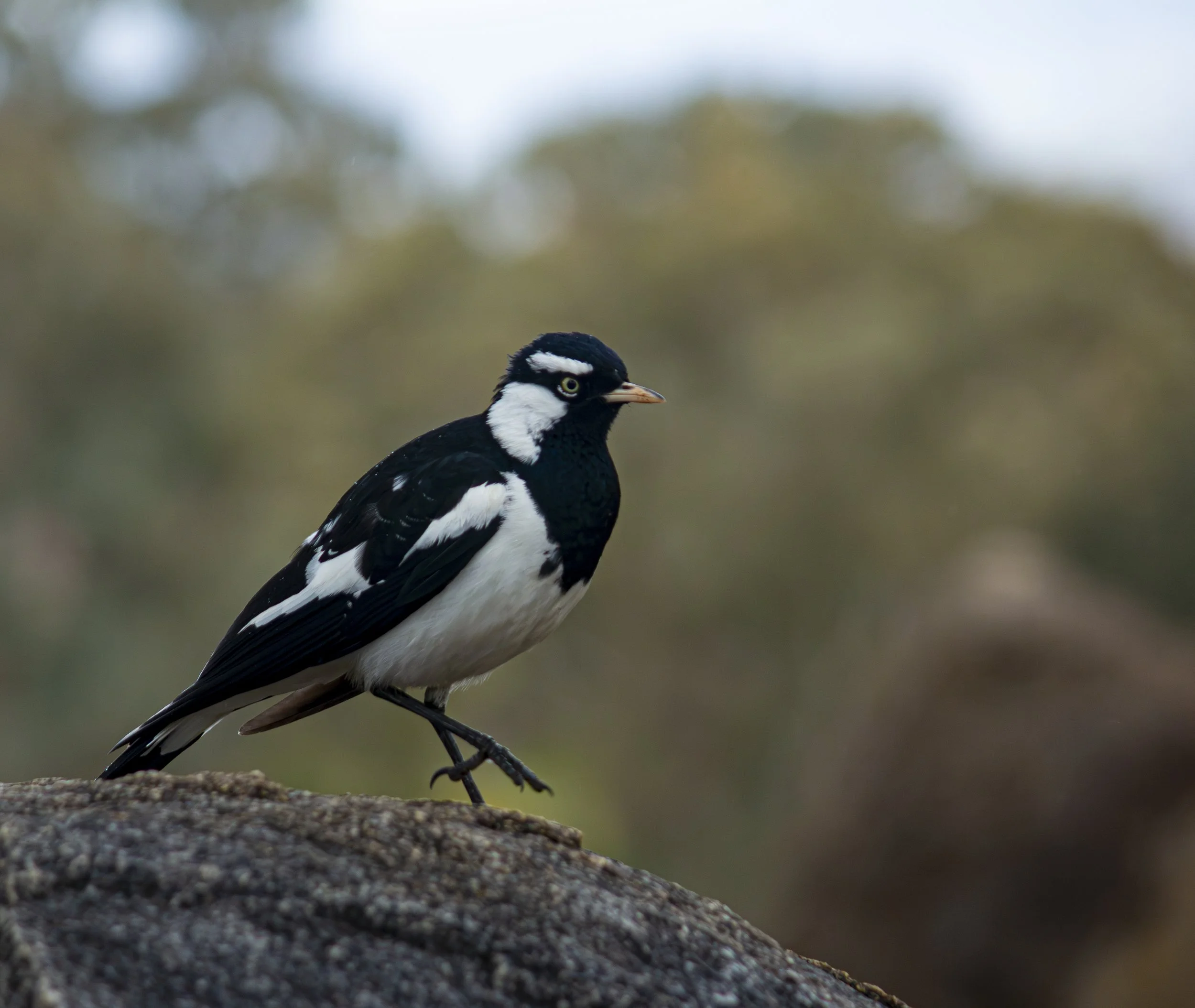 little blk and wht bird.jpg