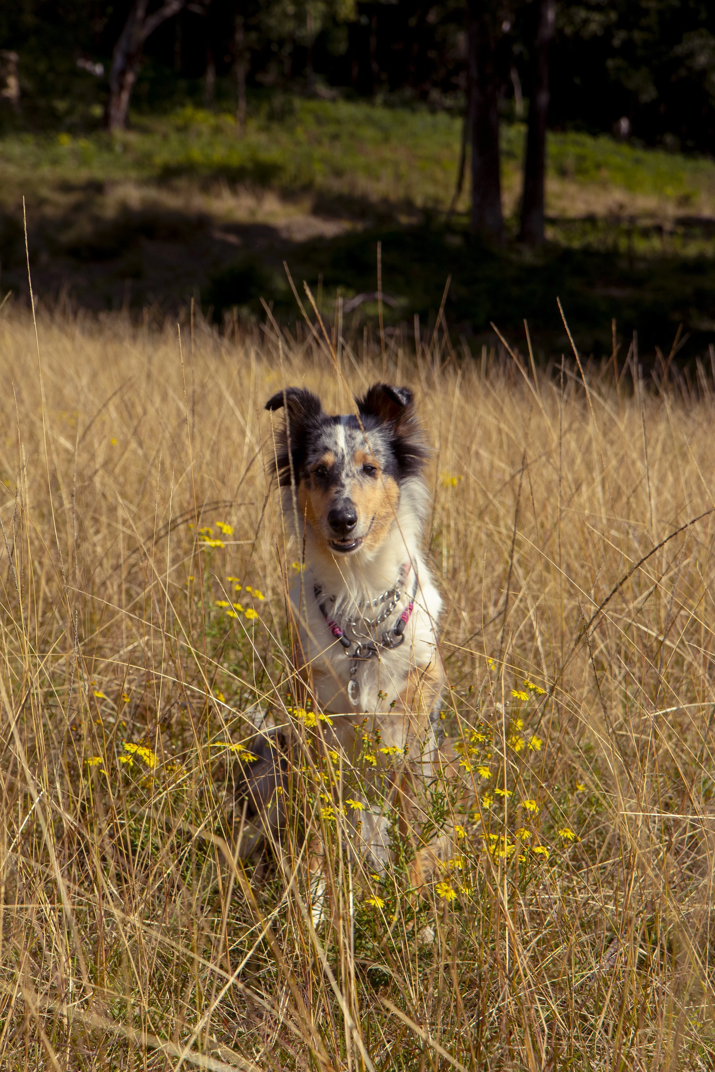 nora in the long grass with flowers.jpg