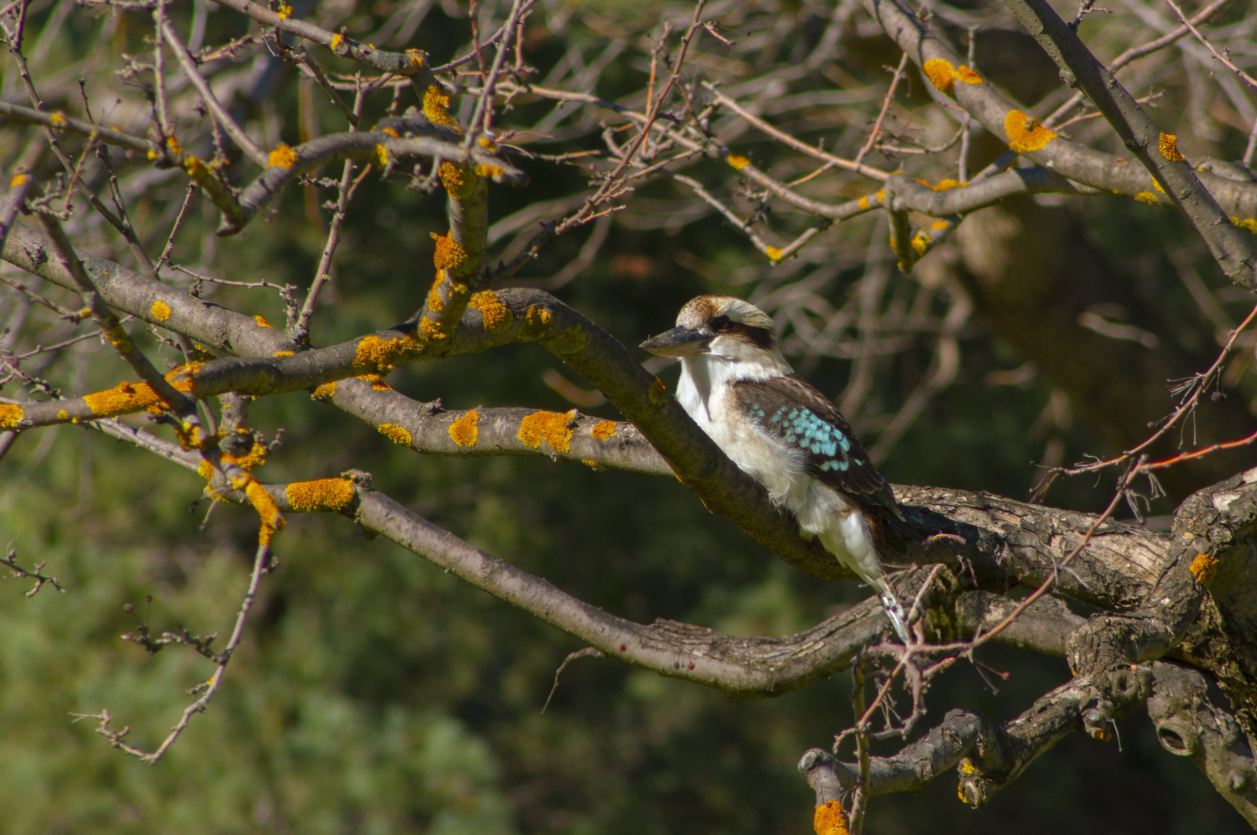kookaburra 2.jpg