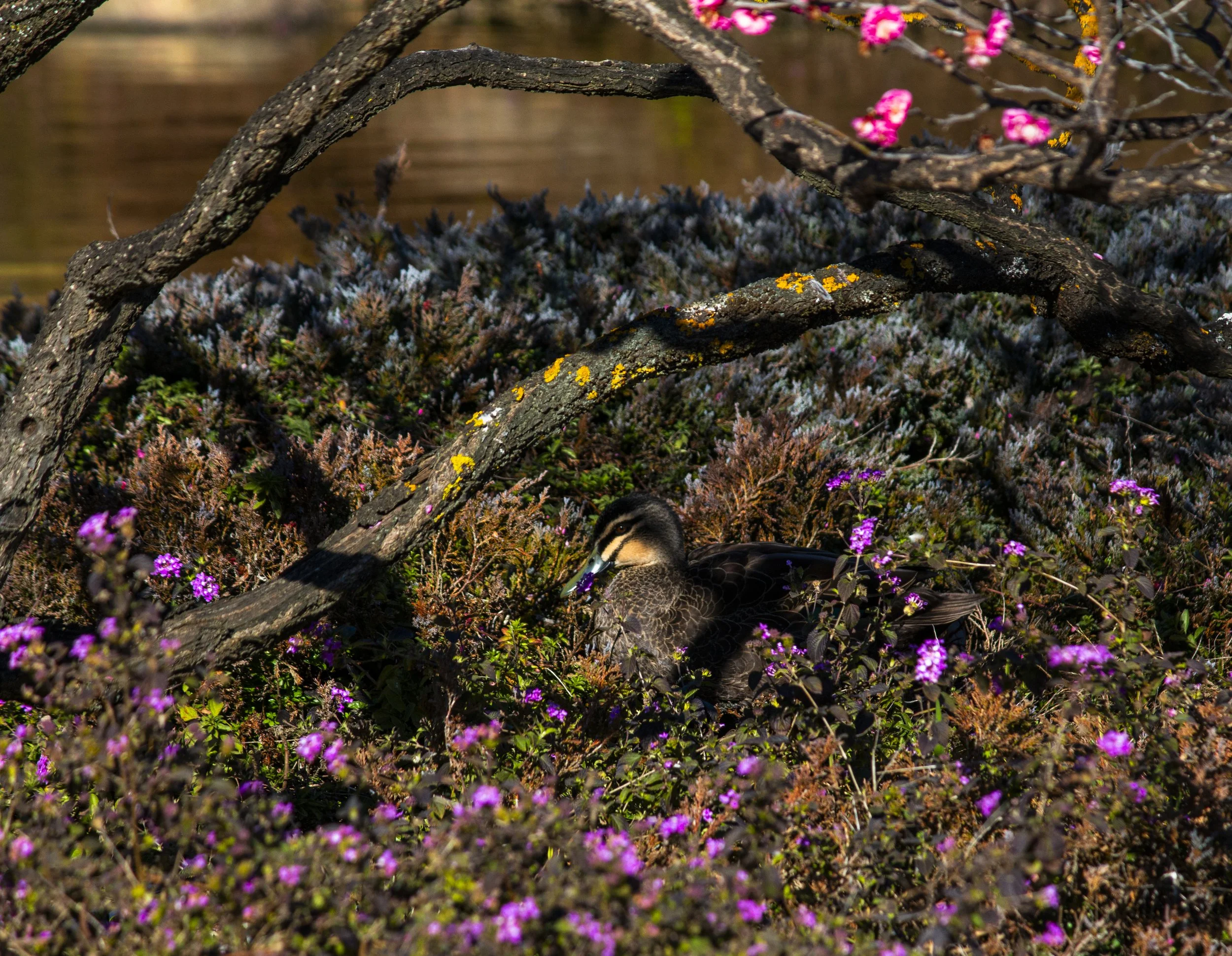 cosy duck in flowers.jpg