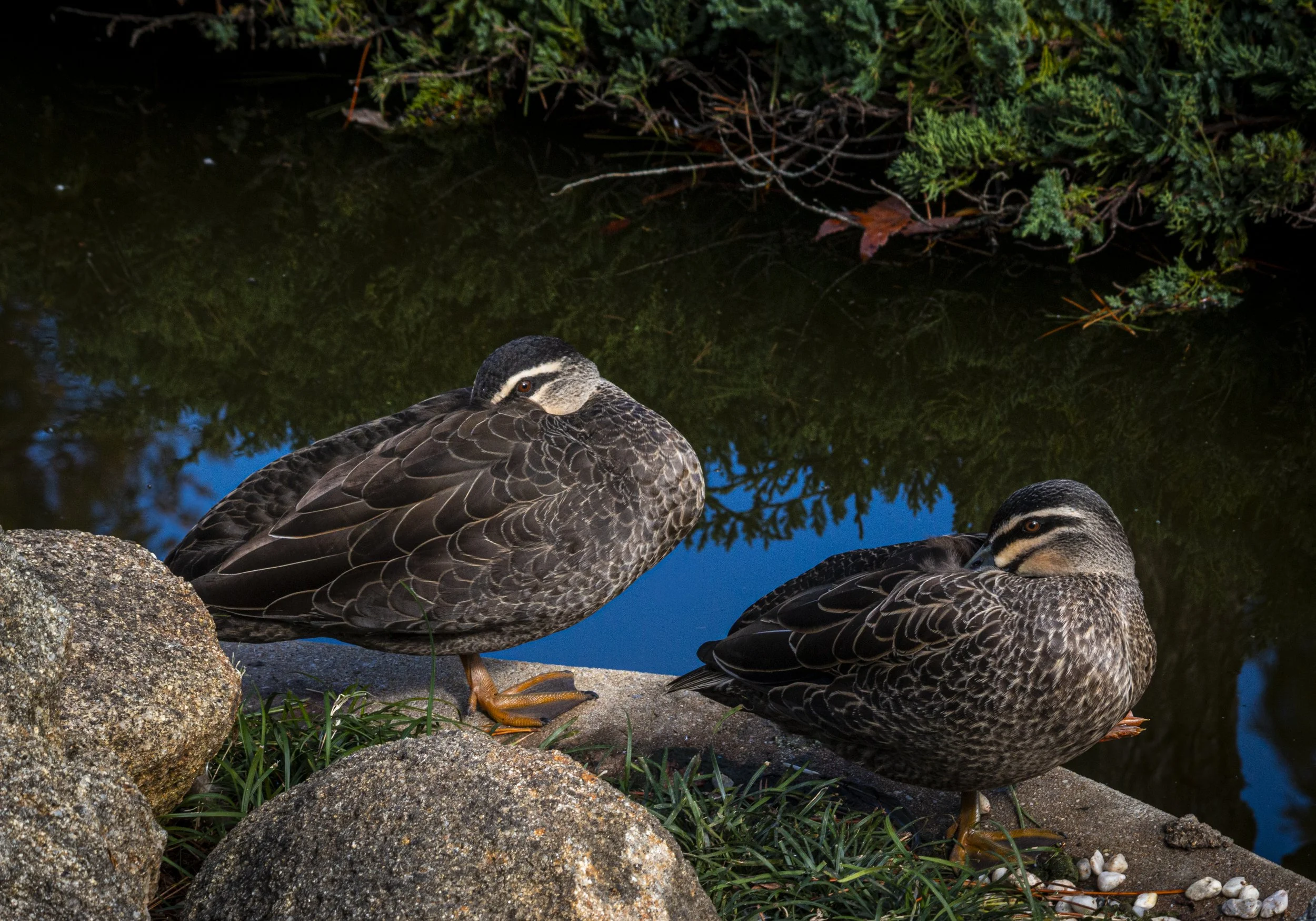 2 ducks bills burried 2025.jpg