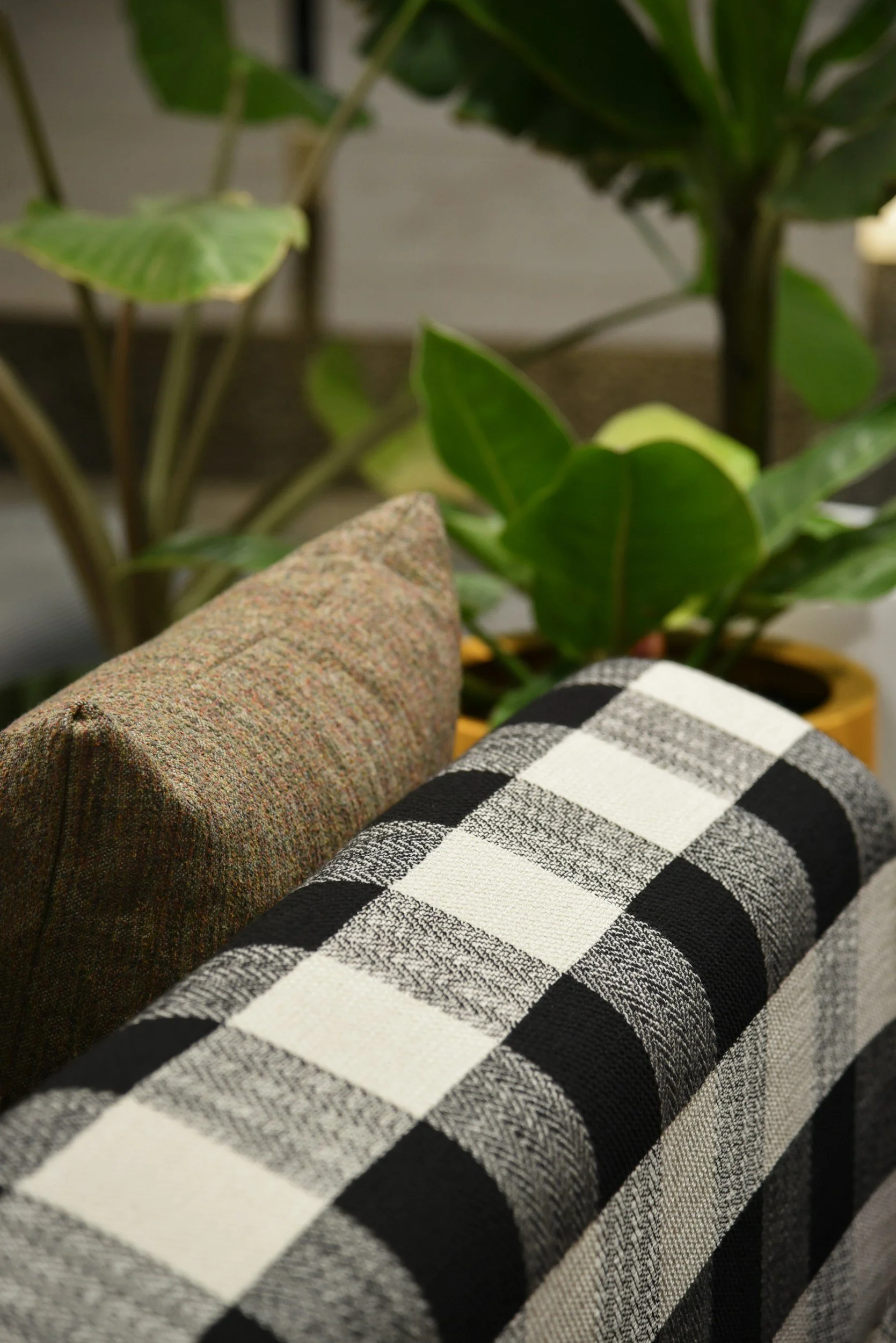 Two patterned pillows resting on a couch with a potted green plant in the background.