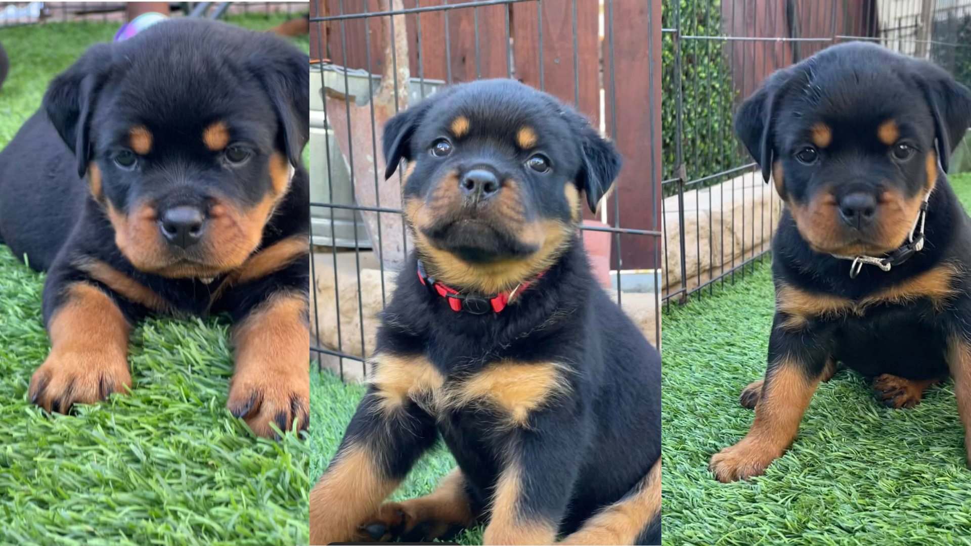 Three photos of adorable Rottweiler puppies with black and tan fur on green grass; the first puppy lying down, the second sitting near a wire fence with a red collar, and the third puppy sitting on grass with a black collar.