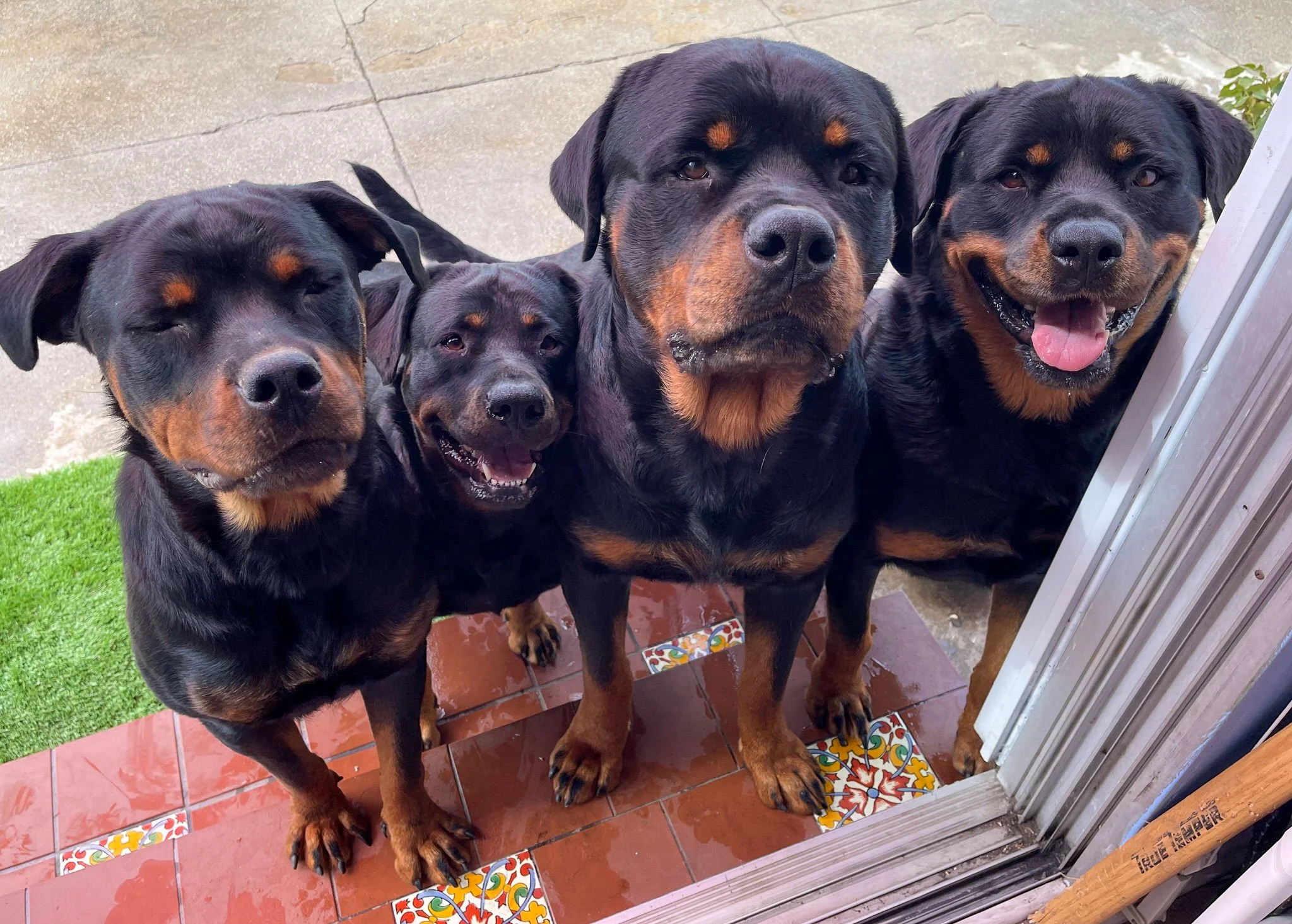 Four Rottweiler dogs standing close together on a patio with colorful tile accents near a door, some with their eyes closed and others smiling.