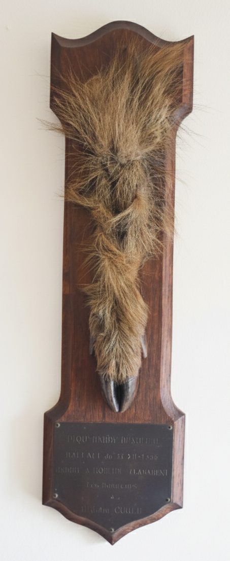 Mid 20th Century Taxidermy Wild Boar Slot