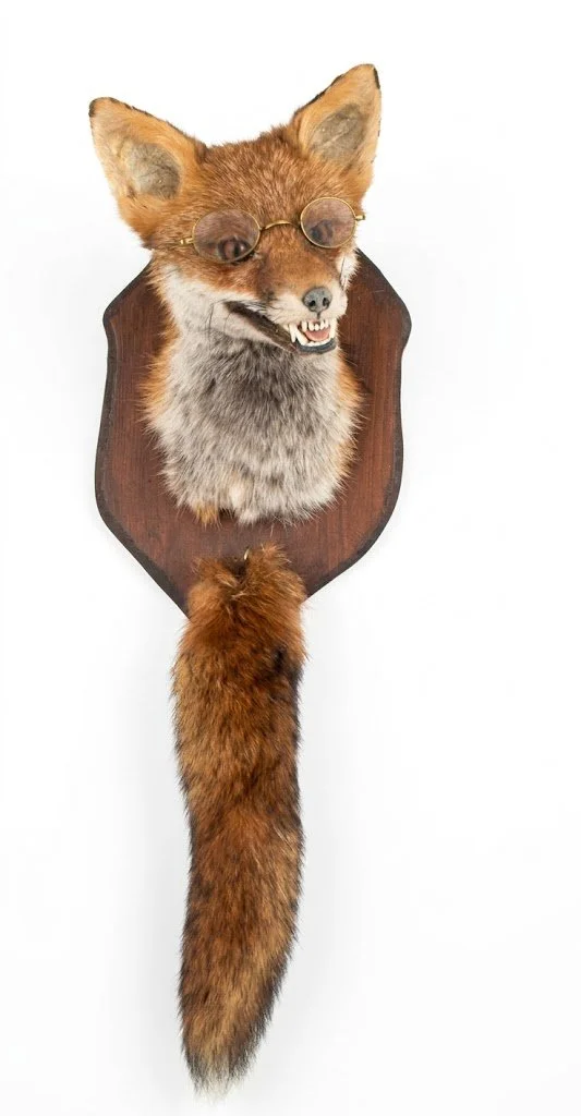 Taxidermy Red Fox (Vulpes vulpes) mask wearing spectacles