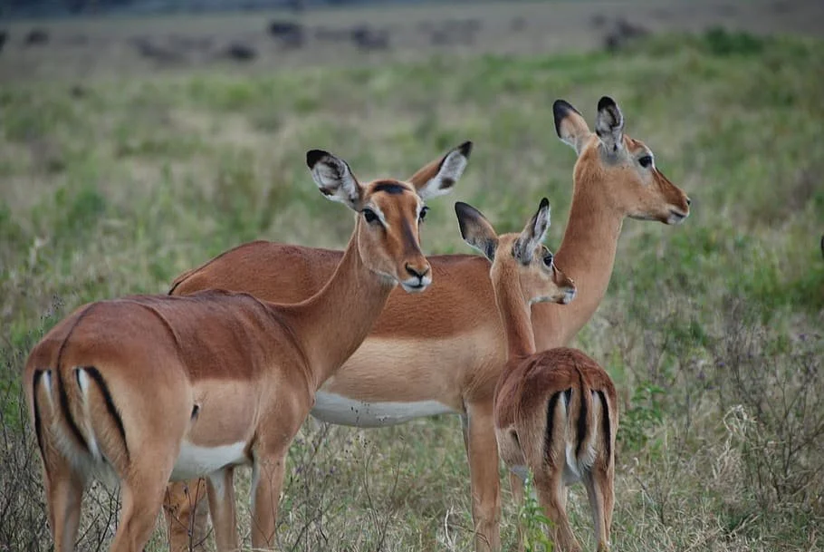 impala.jpg (Copy) (Copy)