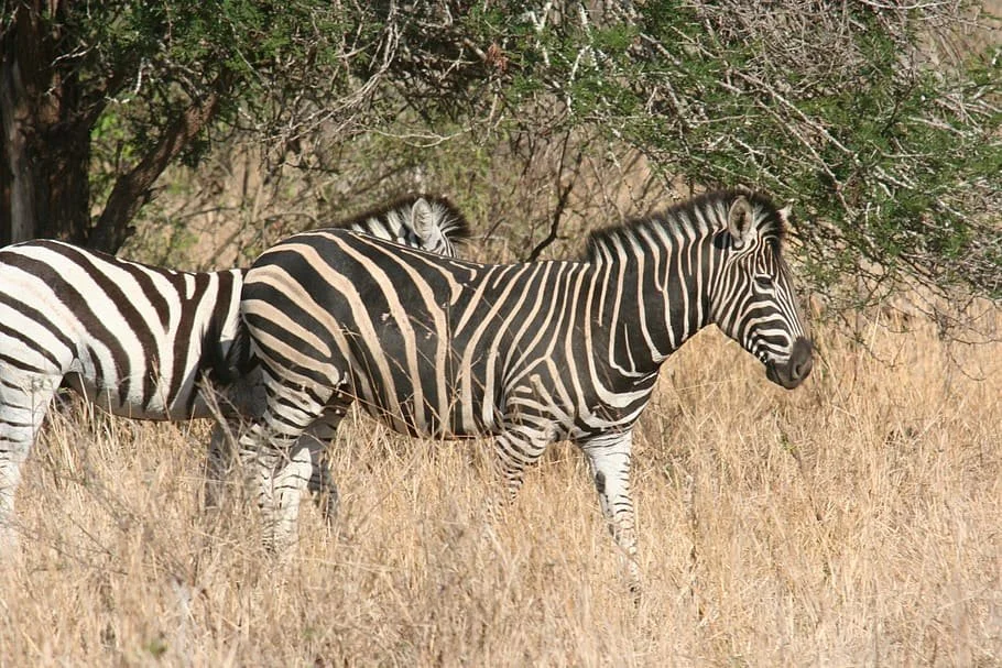 zebra.jpg