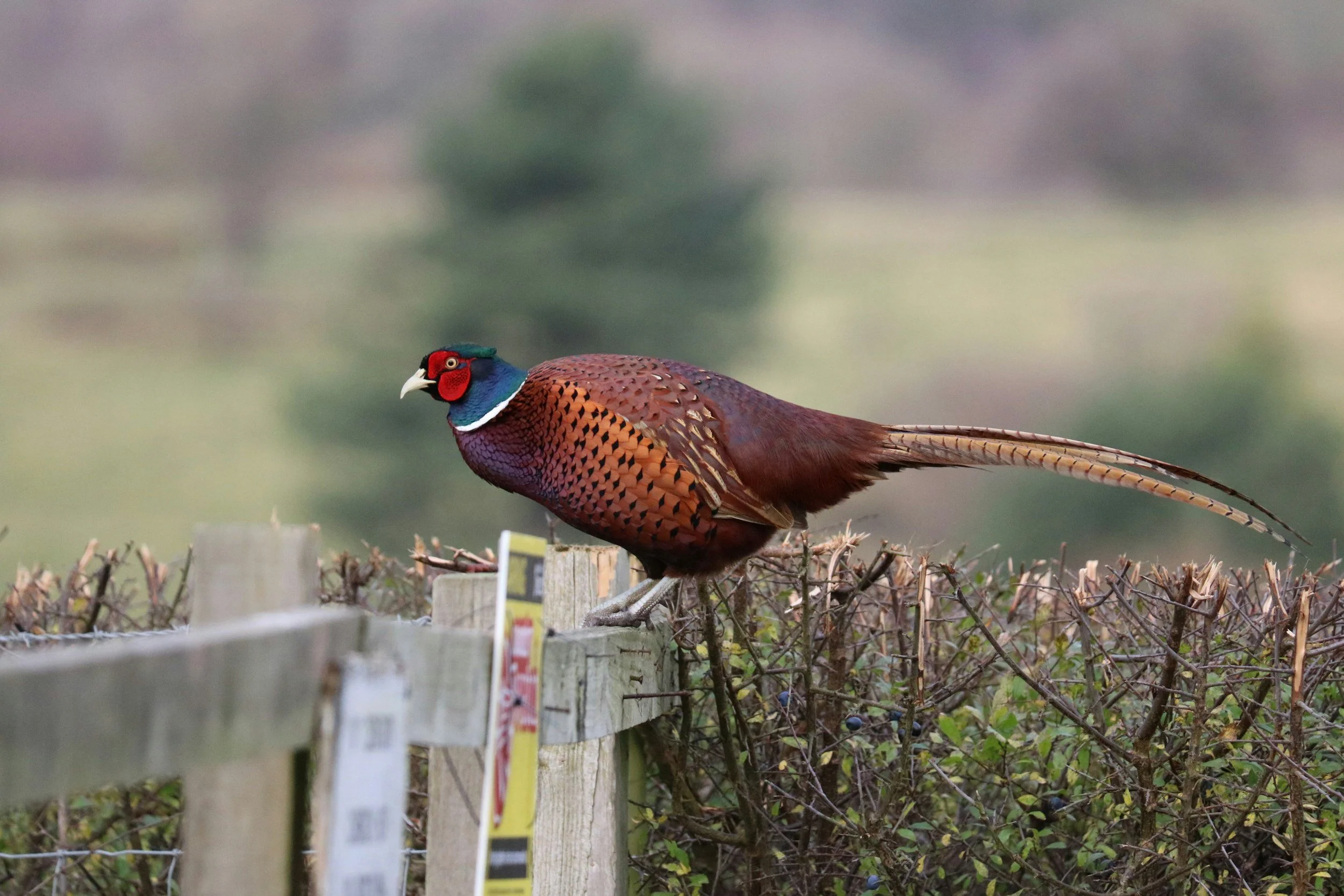 Pheasant
