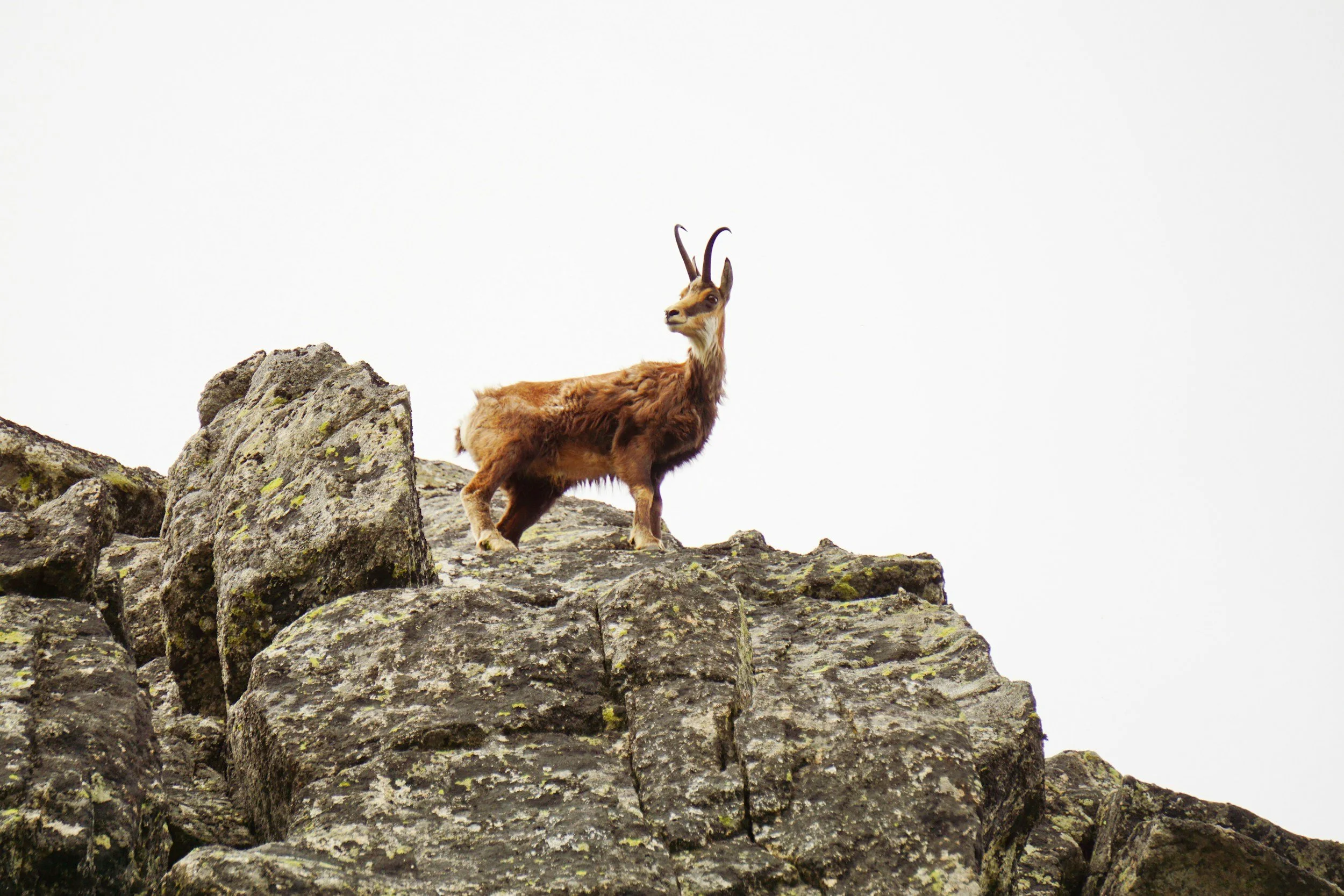 Chamois
